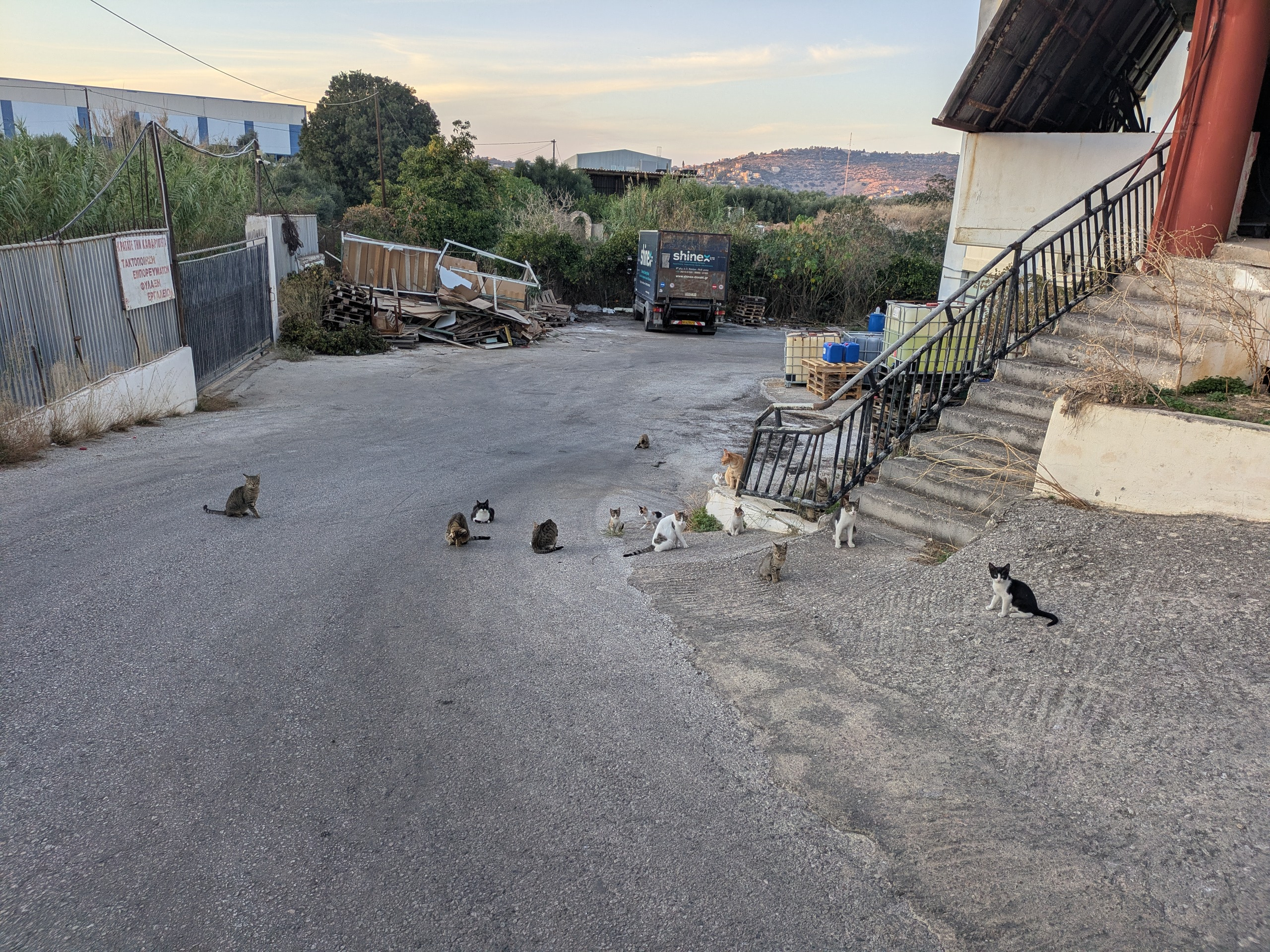 Help Us Save and Care for Stray Cats in Crete campaign photo, 7 of 8