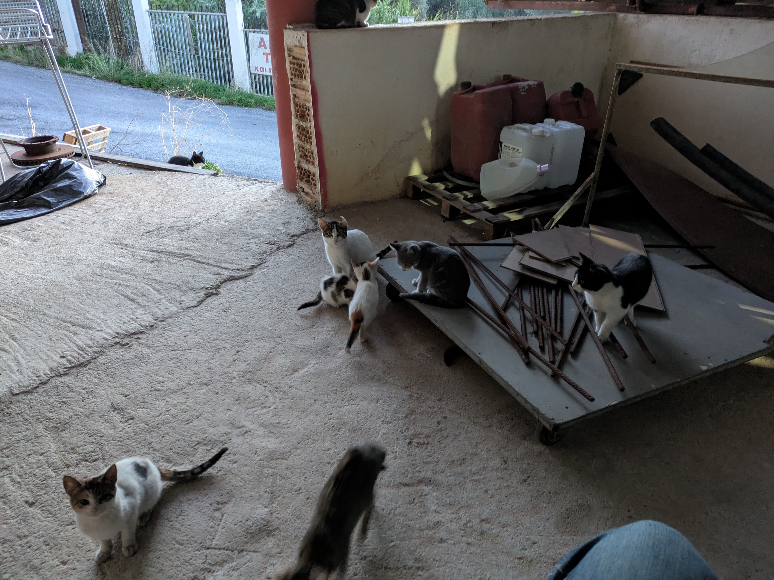 Help Us Save and Care for Stray Cats in Crete campaign photo, 2 of 8
