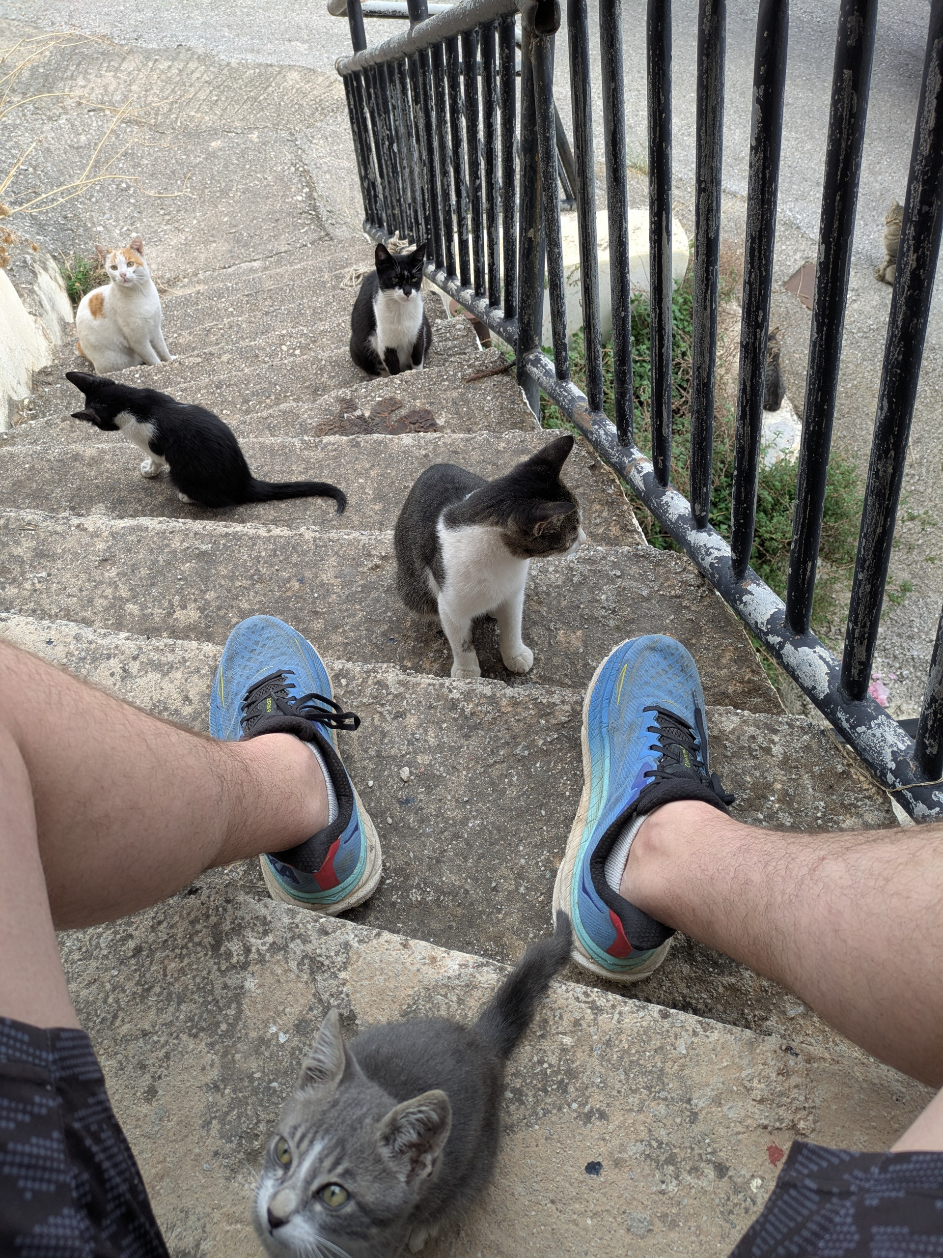 Help Us Save and Care for Stray Cats in Crete campaign photo, 4 of 8
