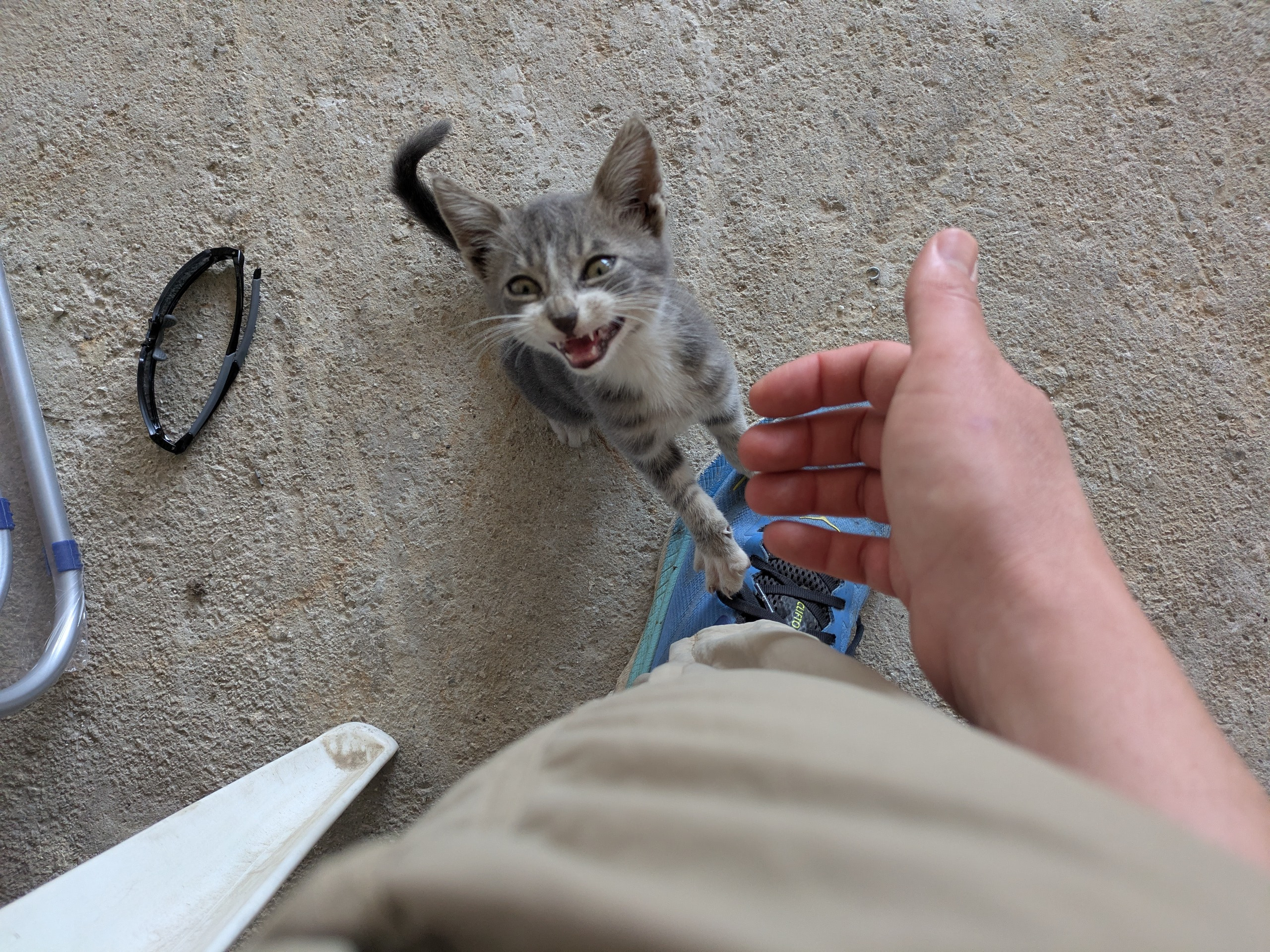 Help Us Save and Care for Stray Cats in Crete campaign photo, 5 of 8