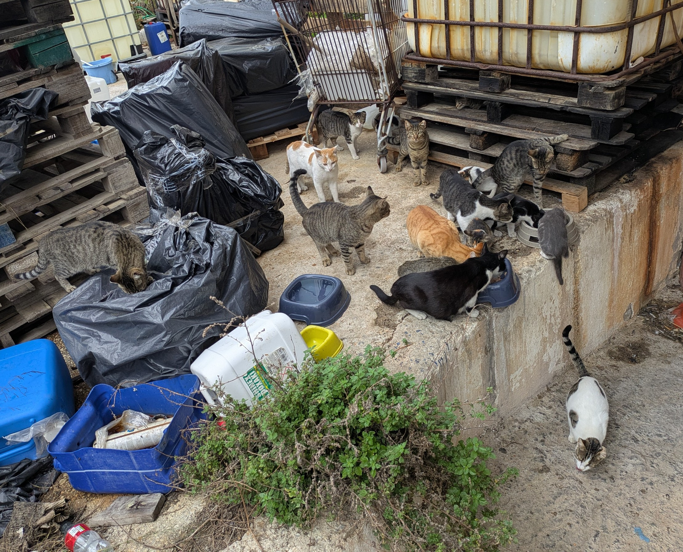 Help Us Save and Care for Stray Cats in Crete campaign photo, 6 of 8