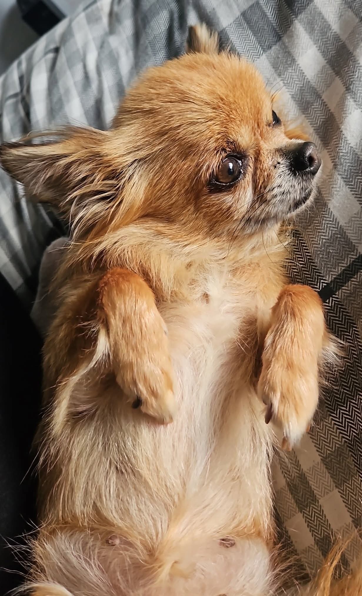 Please help recently rescued pup, Clover, with vets bills campaign photo, 2 of 7