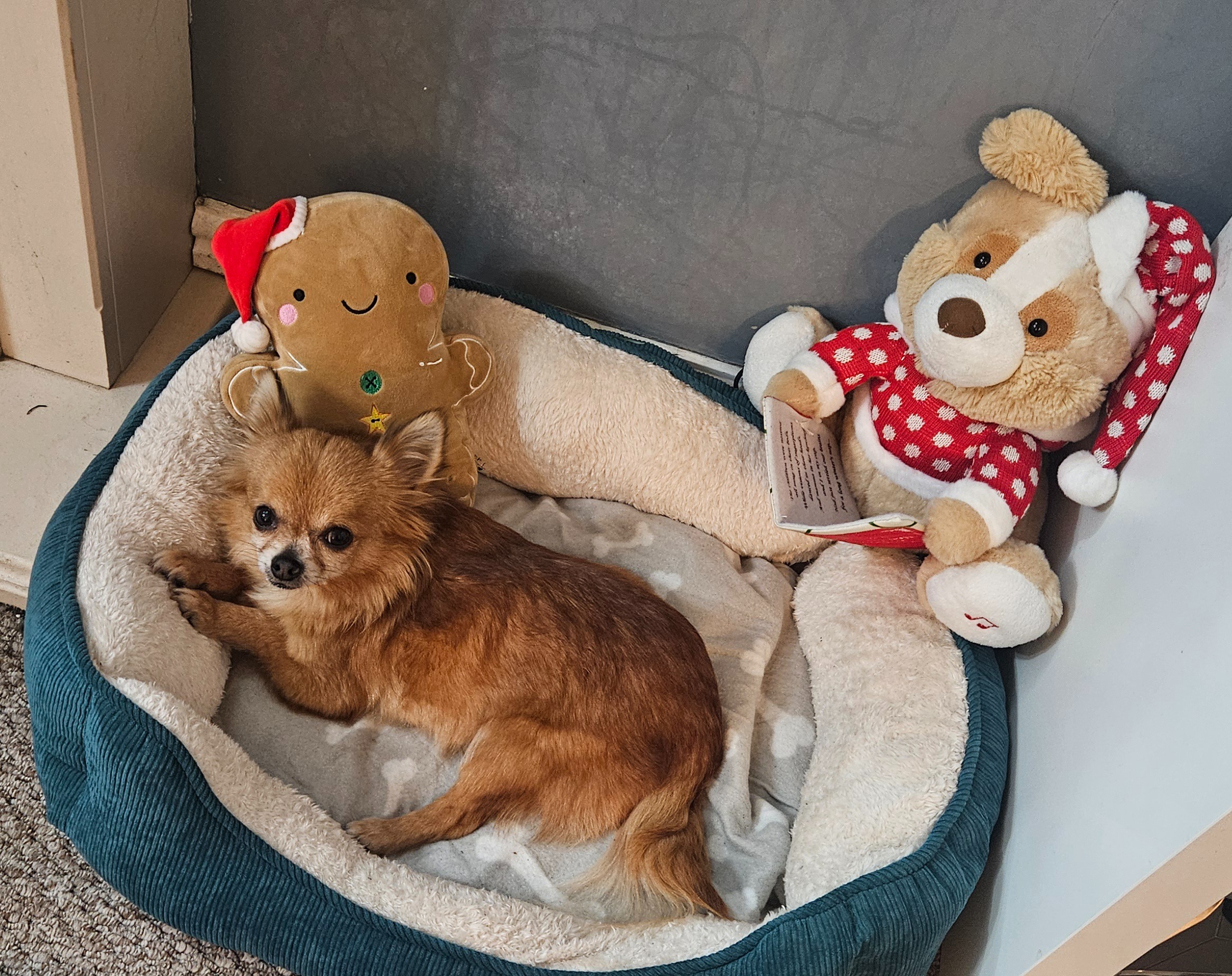 Please help recently rescued pup, Clover, with vets bills campaign photo, 5 of 7