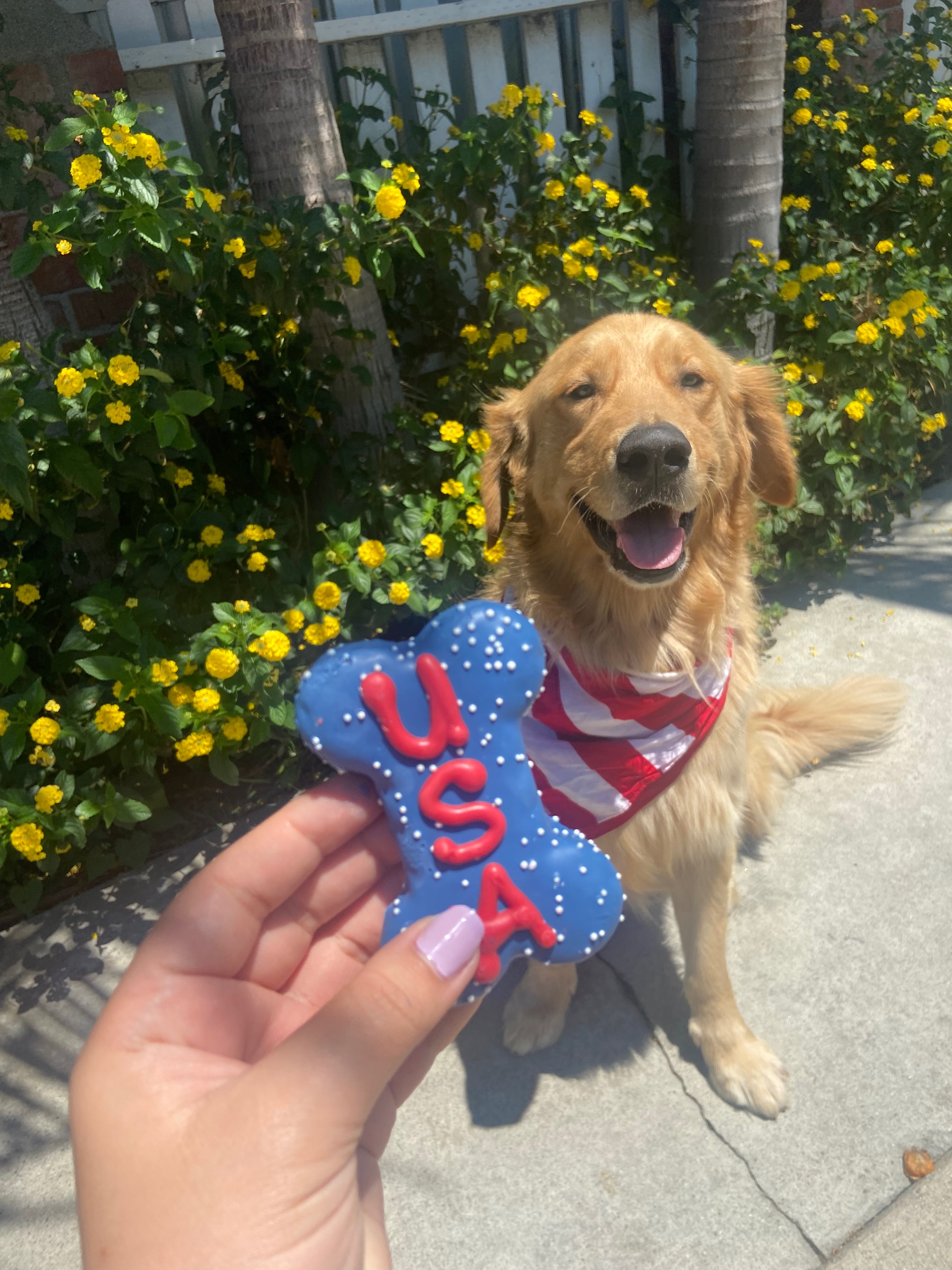 Care for Esme’s Golden Retriever This Holiday Season campaign photo, 7 of 8