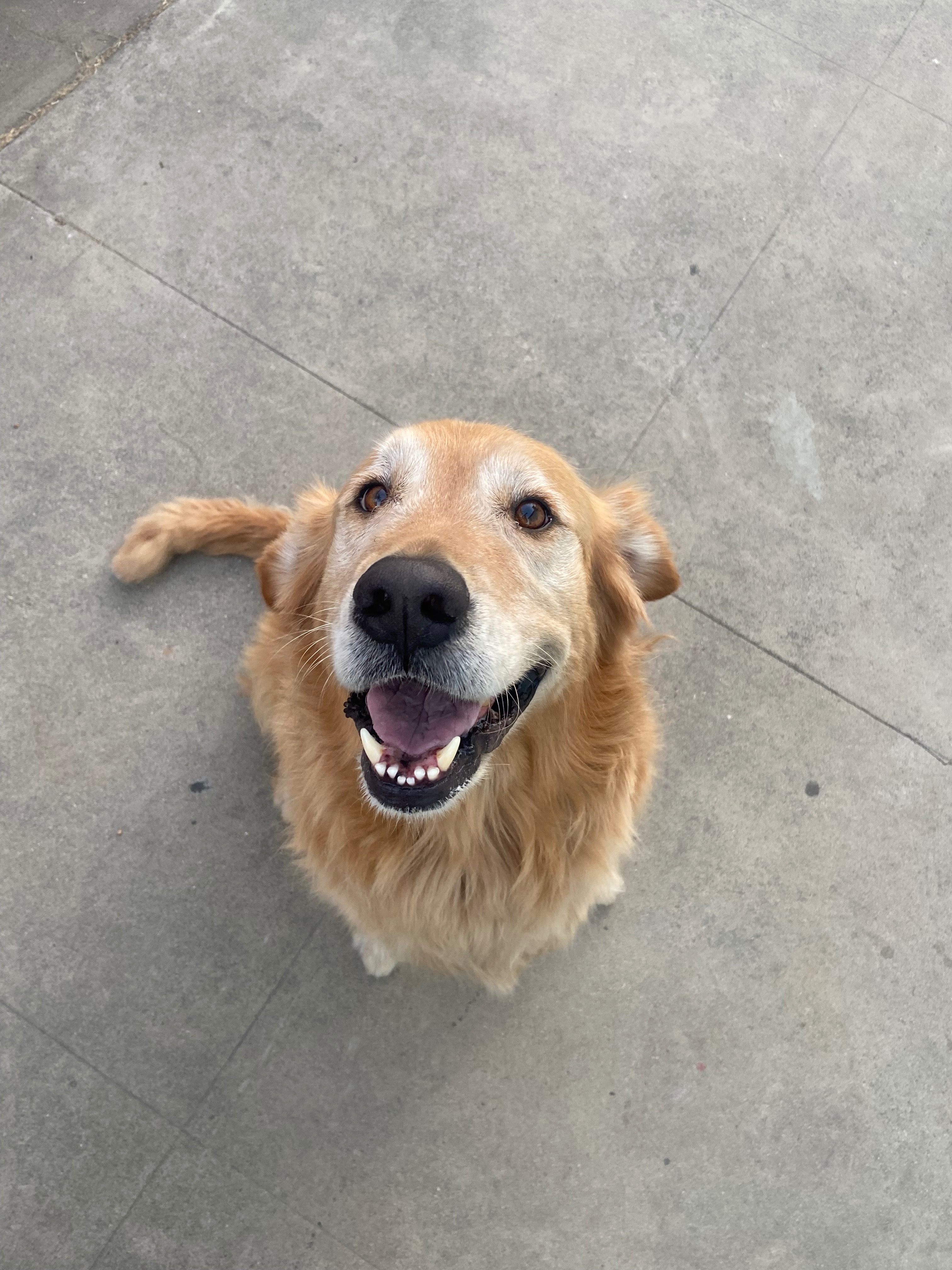Care for Esme’s Golden Retriever This Holiday Season campaign photo, 2 of 8