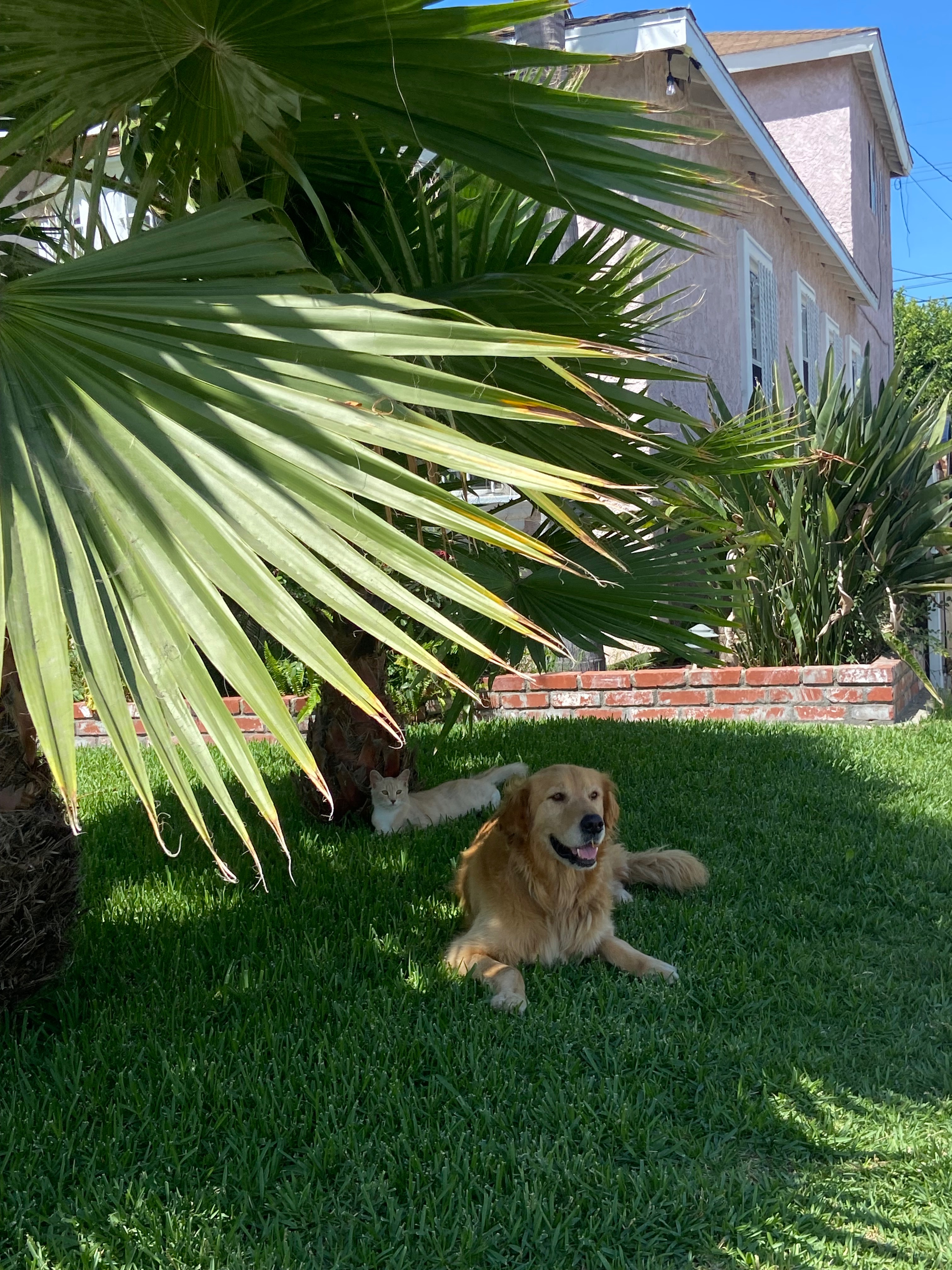 Care for Esme’s Golden Retriever This Holiday Season campaign photo, 4 of 8