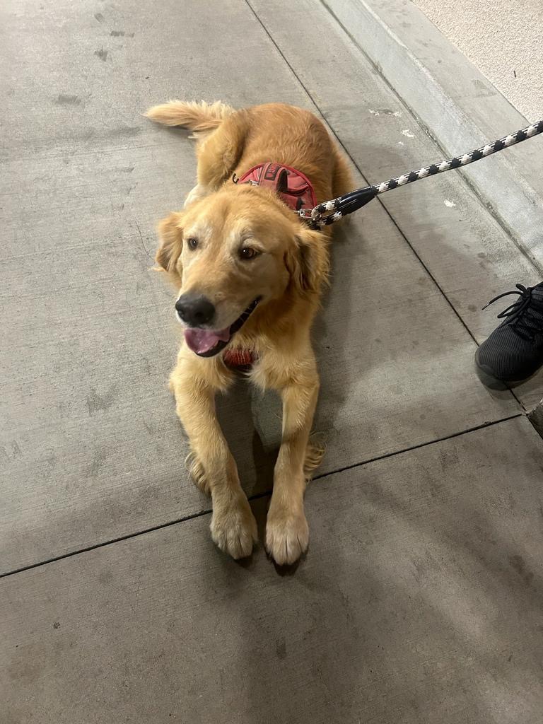 Care for Esme’s Golden Retriever This Holiday Season campaign photo, 5 of 8