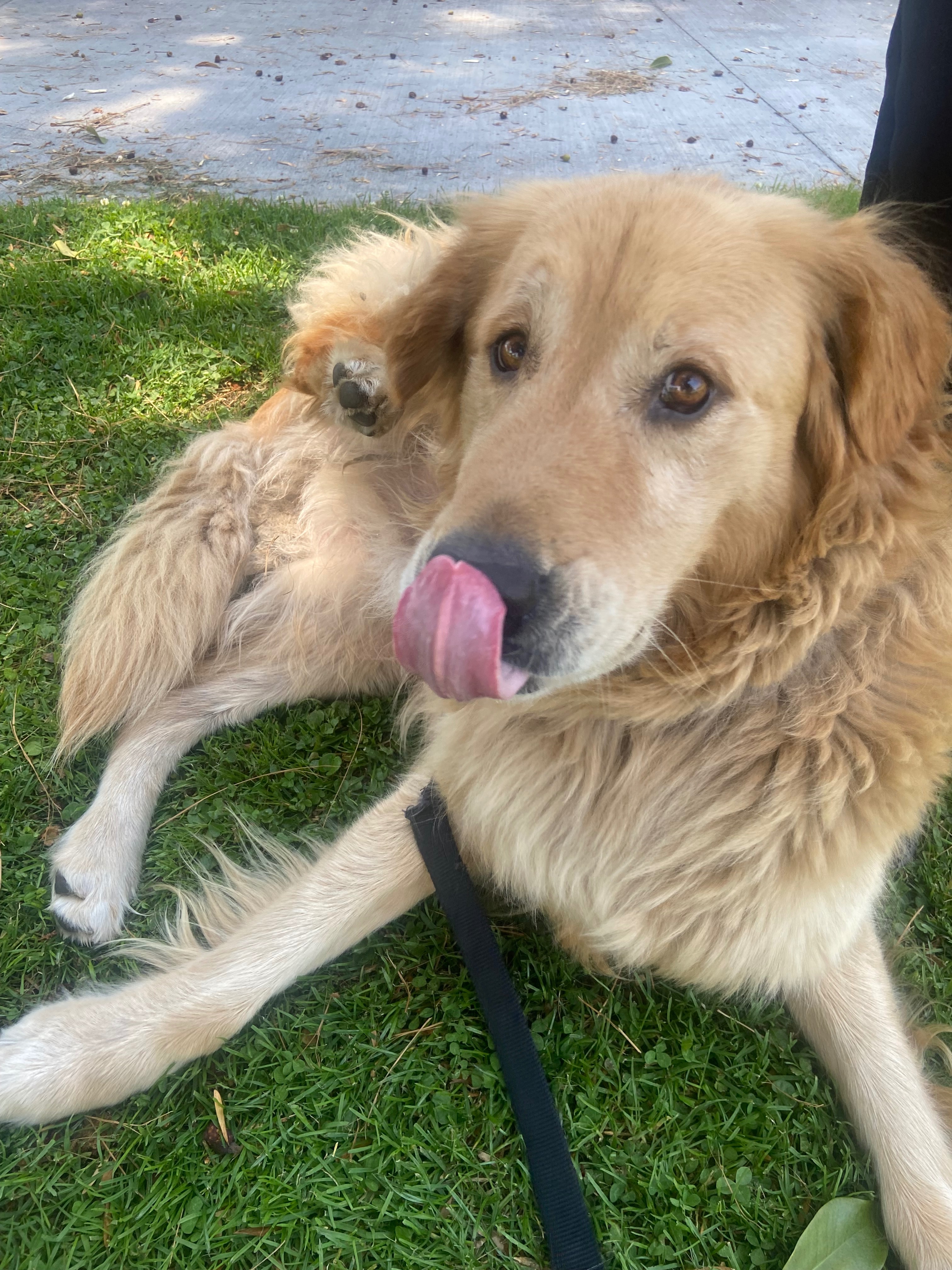 Care for Esme’s Golden Retriever This Holiday Season campaign photo, 6 of 8
