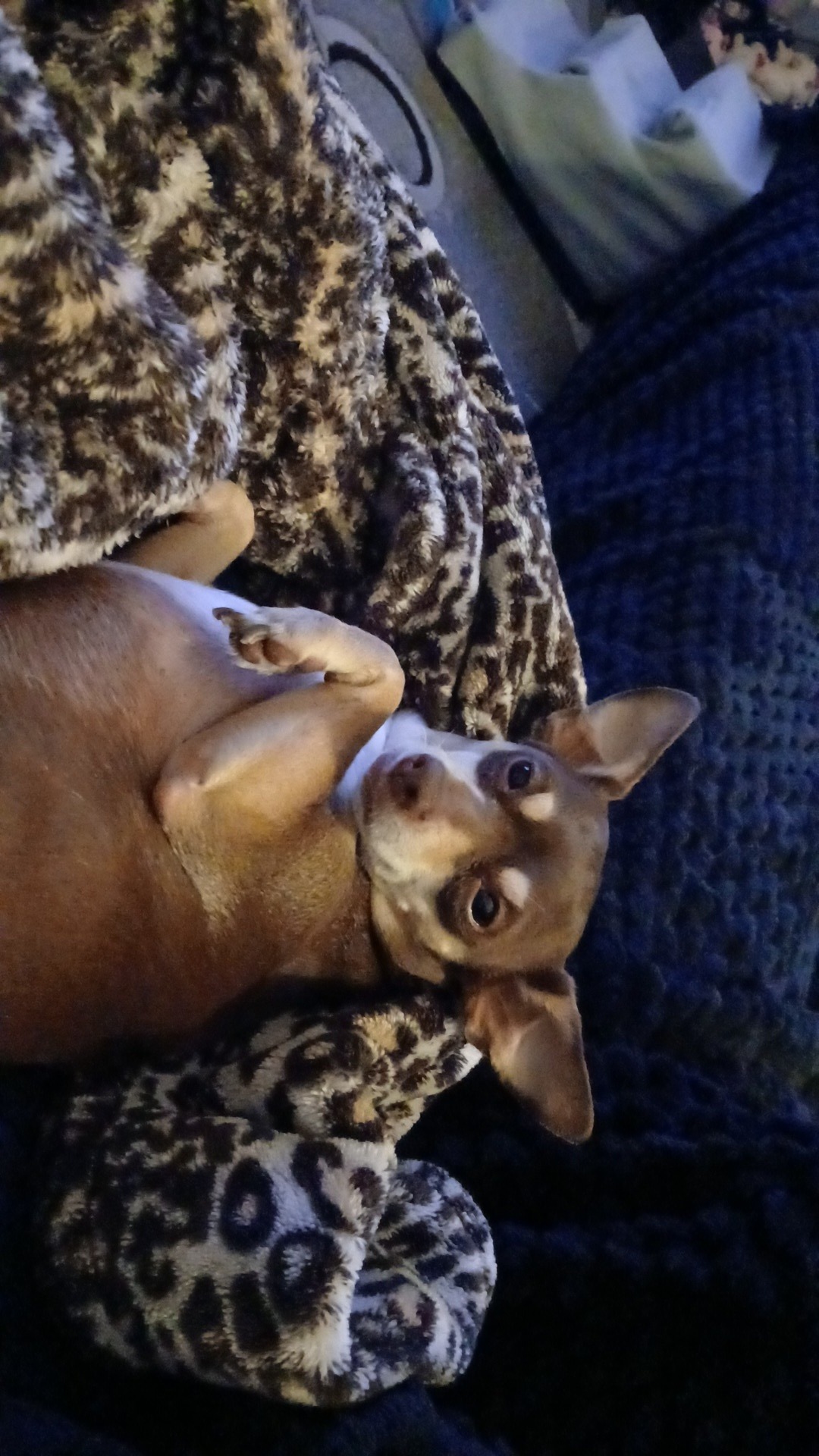 Support Cookie’s Dental Surgery for a Healthier Life campaign photo, 2 of 8