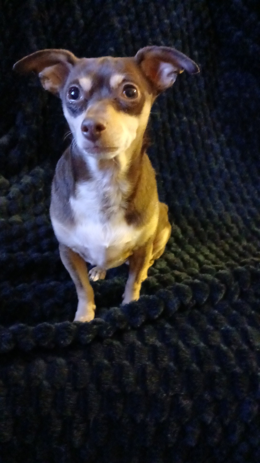 Support Cookie’s Dental Surgery for a Healthier Life campaign photo, 5 of 8