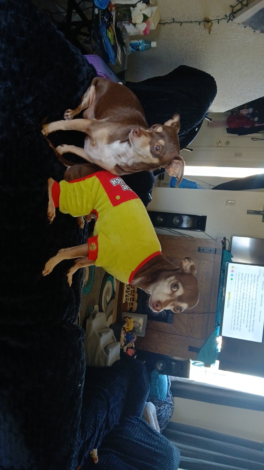 Support Cookie’s Dental Surgery for a Healthier Life campaign photo, 6 of 8