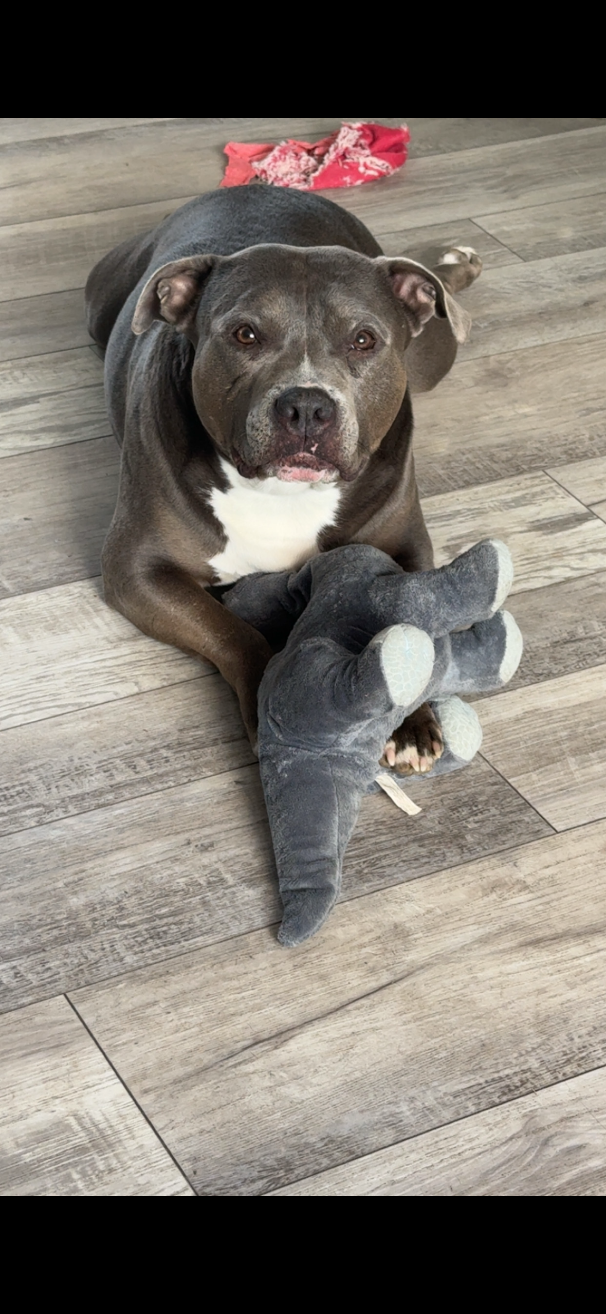 Help Pay for Brucey’s Lifesaving Surgery campaign photo, 7 of 8