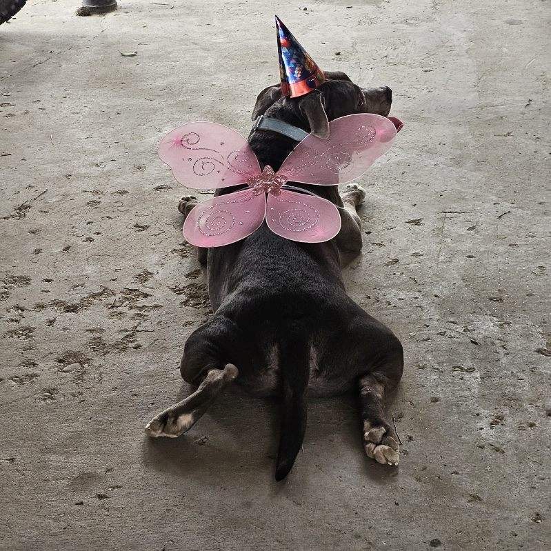 Help Pay for Brucey’s Lifesaving Surgery campaign photo, 2 of 8