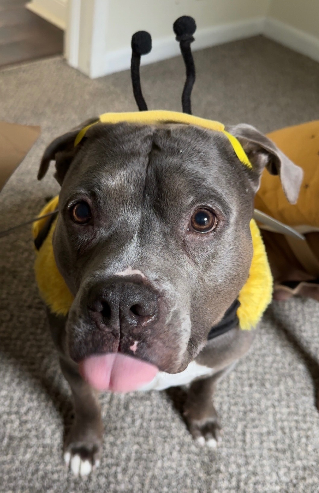 Help Pay for Brucey’s Lifesaving Surgery campaign photo, 4 of 8