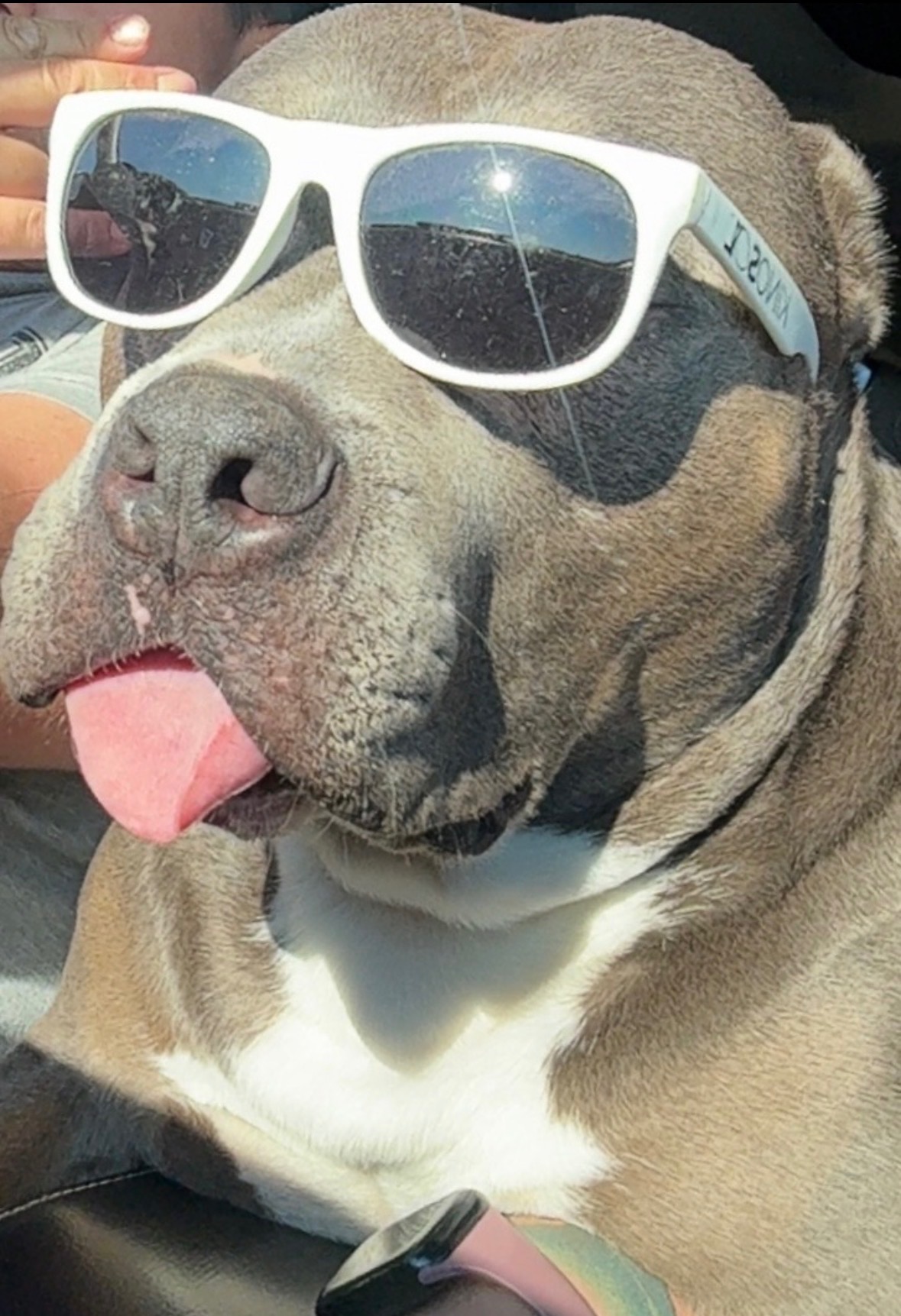 Help Pay for Brucey’s Lifesaving Surgery campaign photo, 5 of 8