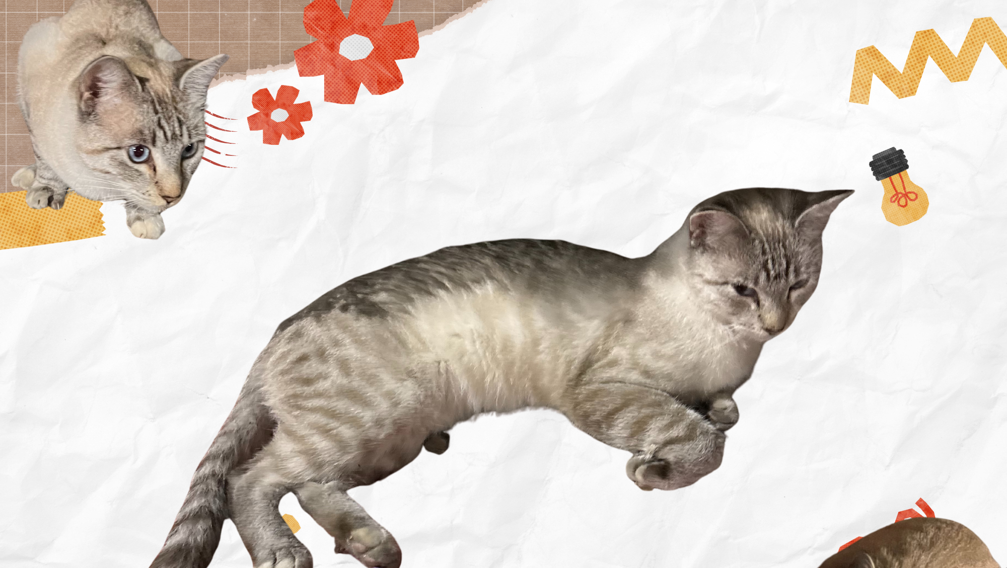 Help Keep Our Grove Cat Warm and Fed photo