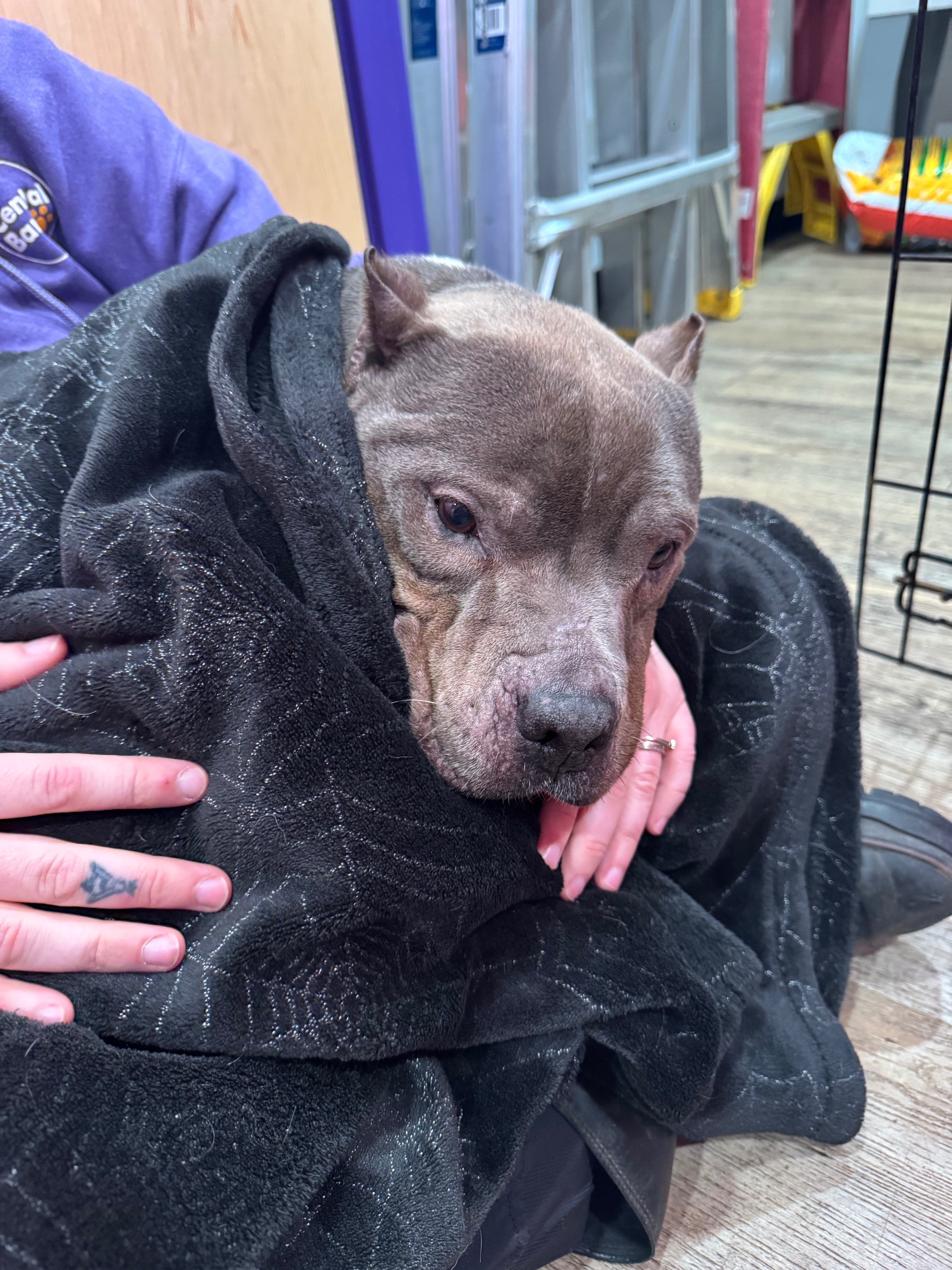 A New Start for a Rescued Dog in Need campaign photo, 2 of 7