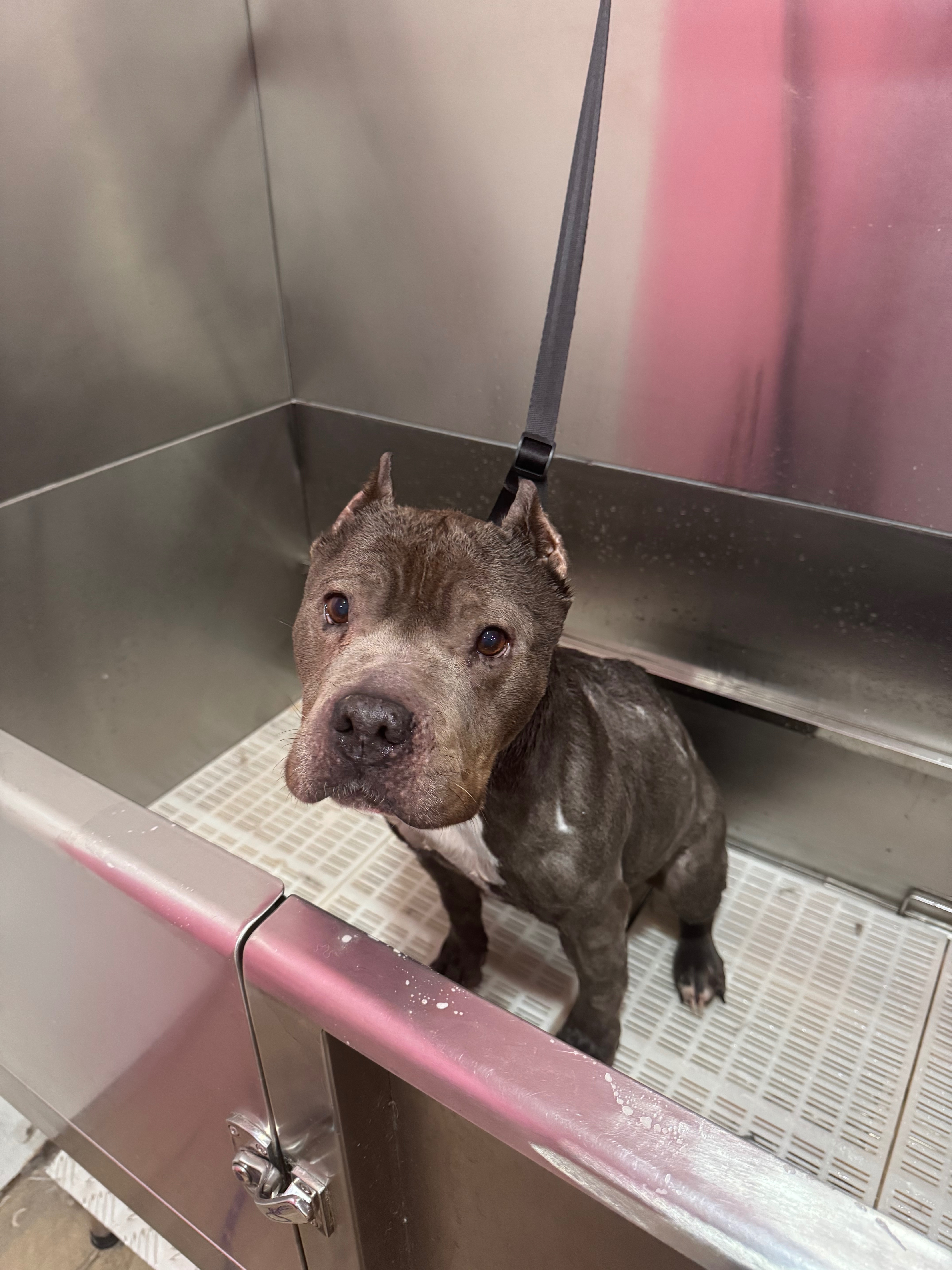 A New Start for a Rescued Dog in Need campaign photo, 4 of 7