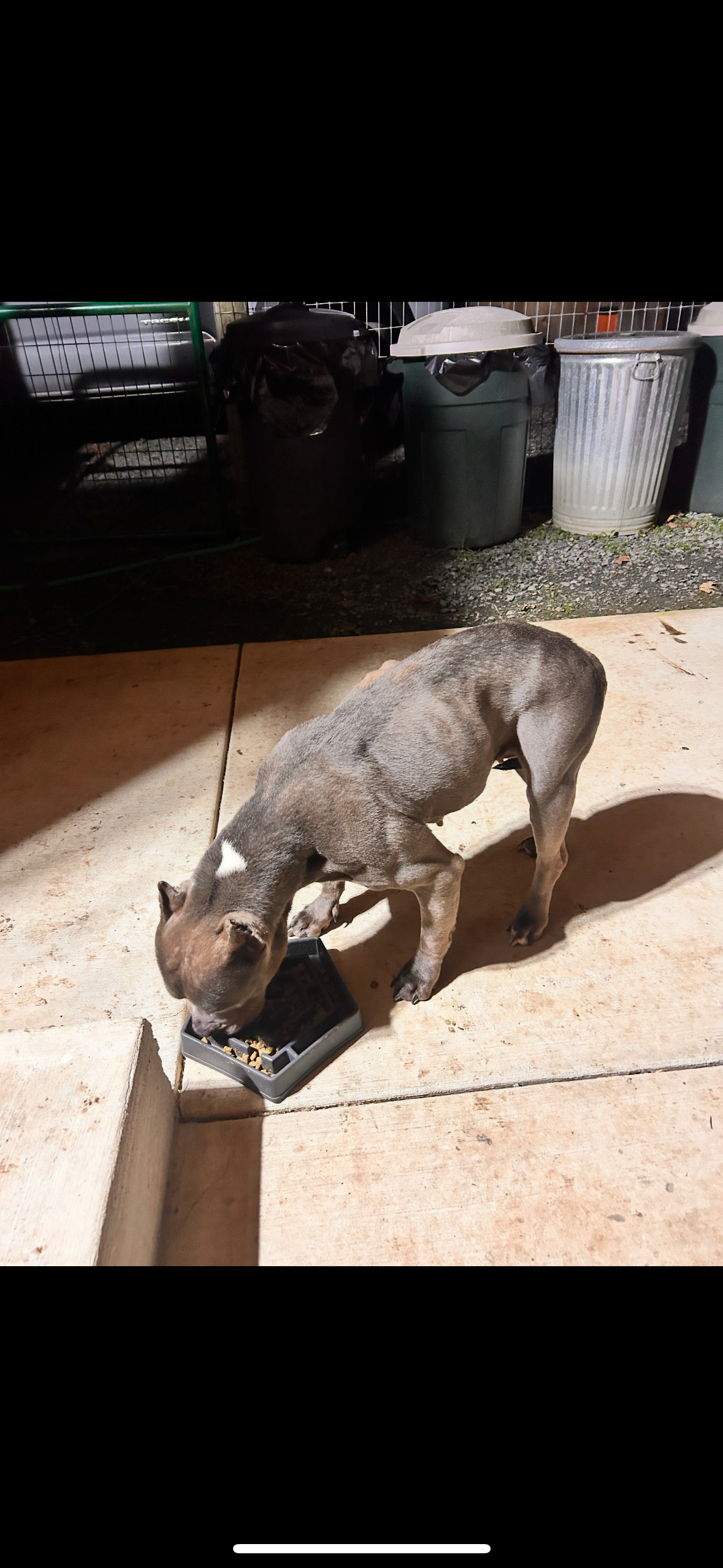 A New Start for a Rescued Dog in Need campaign photo, 5 of 7