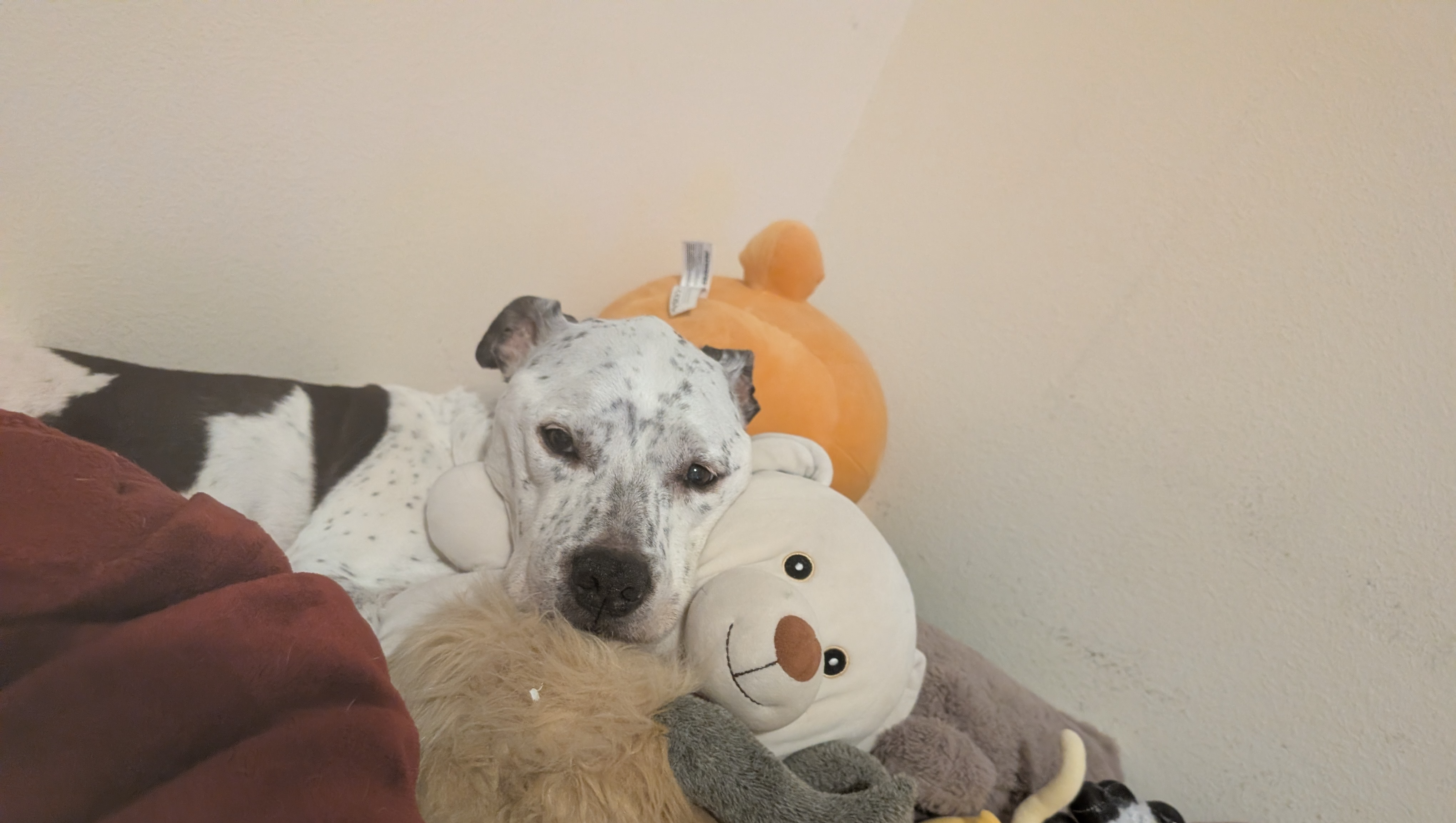 Please help save my dog Rascal from cancer I can't loose him photo