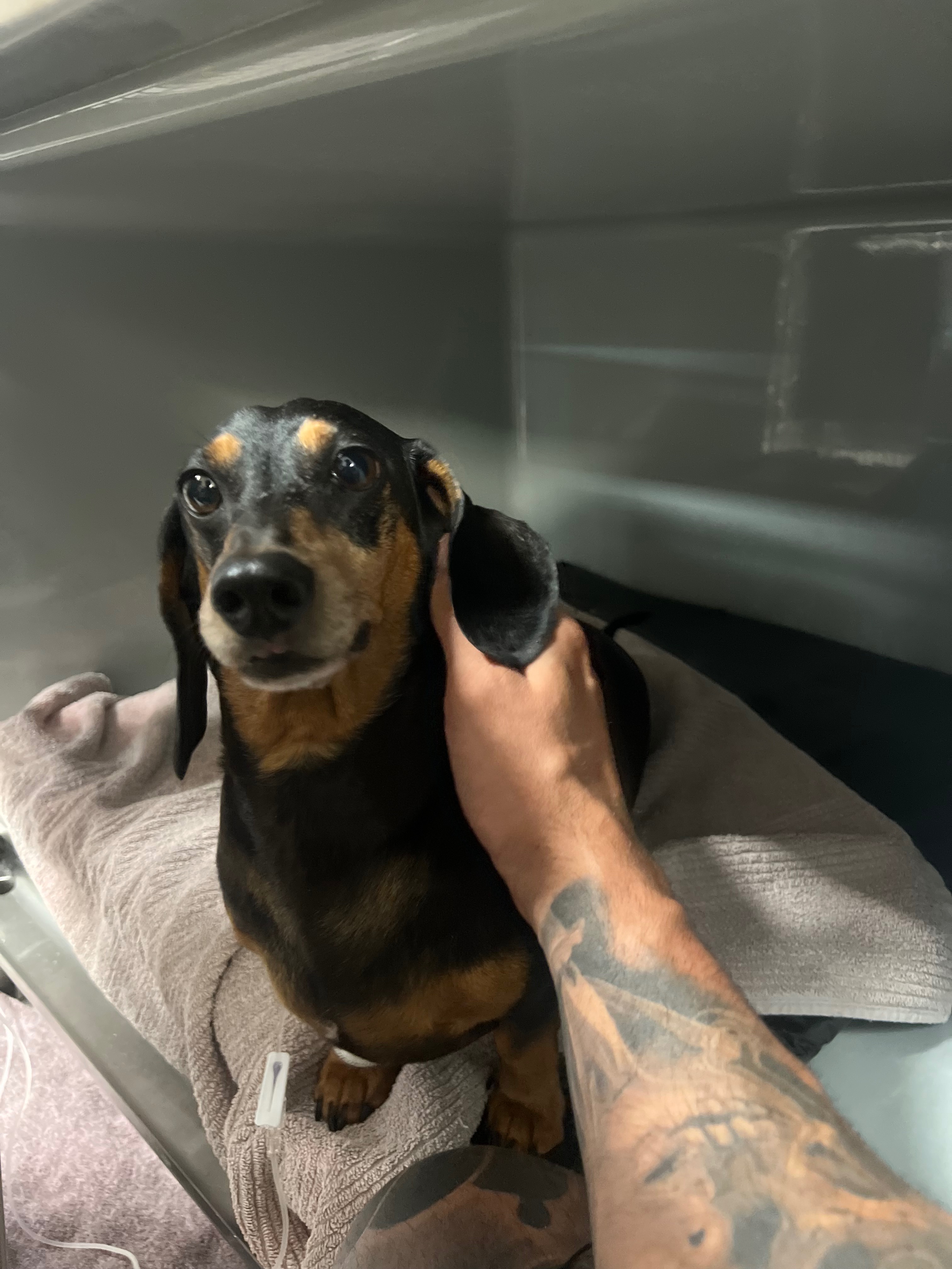 Please help our little Romeo recover campaign photo, 5 of 7