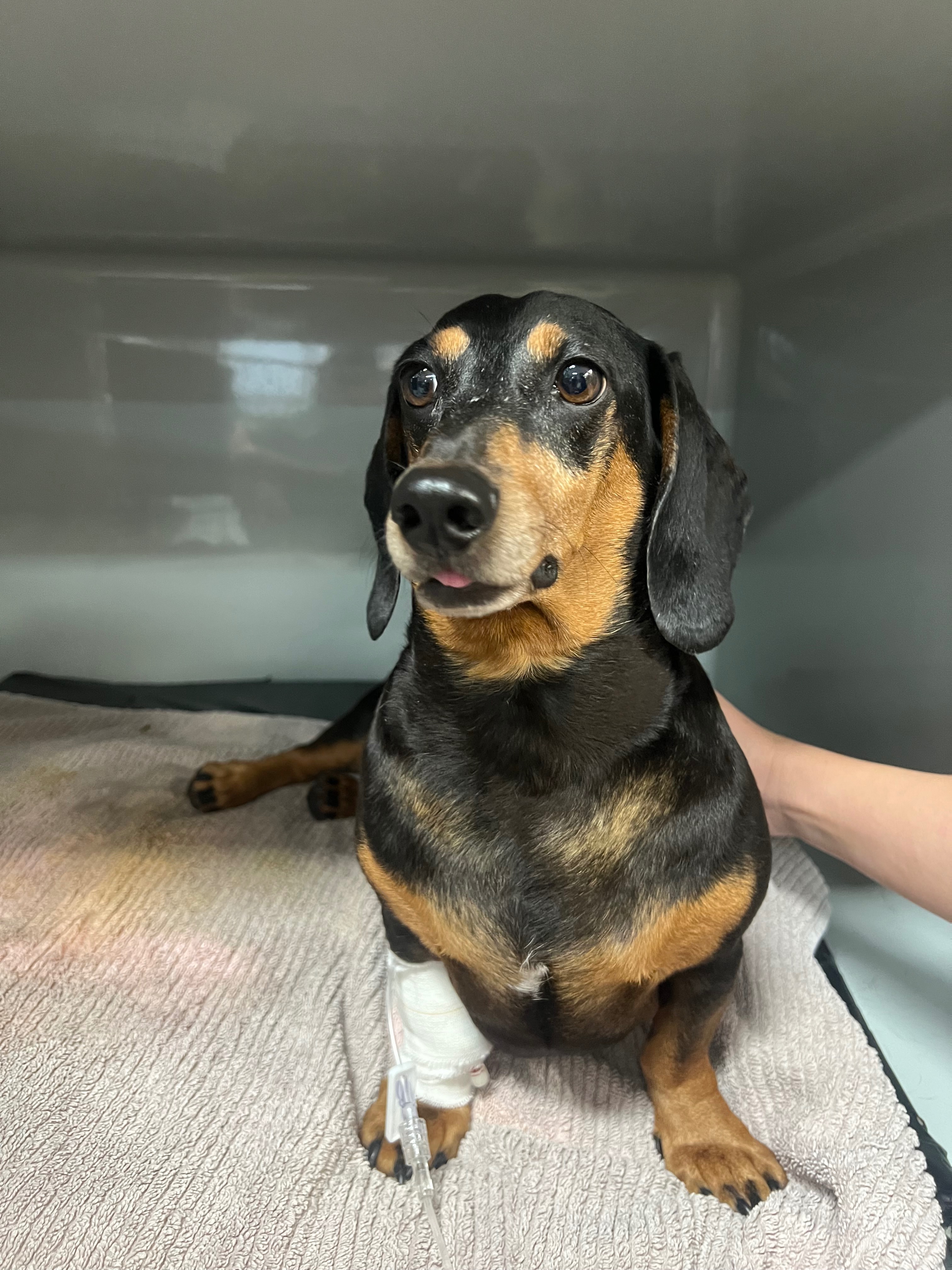 Please help our little Romeo recover campaign photo, 4 of 7