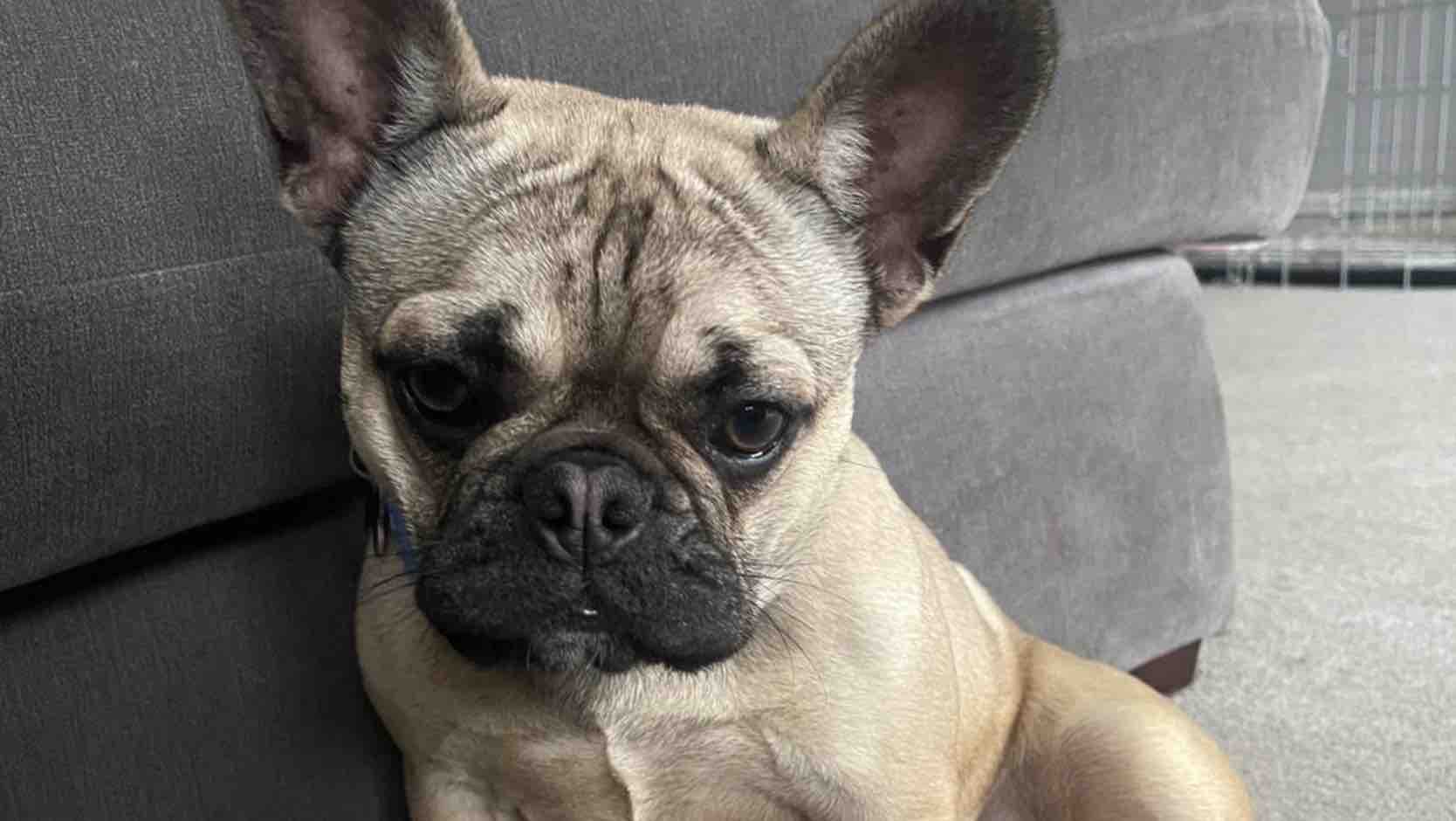 Help Nova Get the Surgery She Urgently Needs. photo