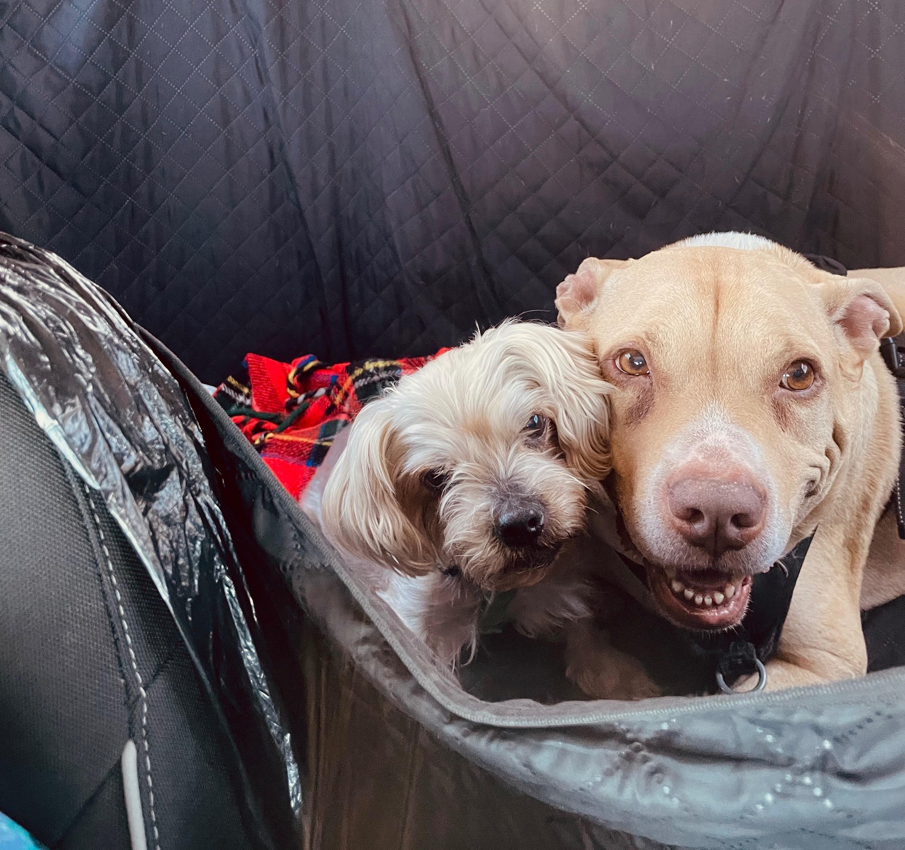 Fundraiser by Mia Favela : Healing Minnie: Our Loyal Guardian Needs Help, image size:3024x2840