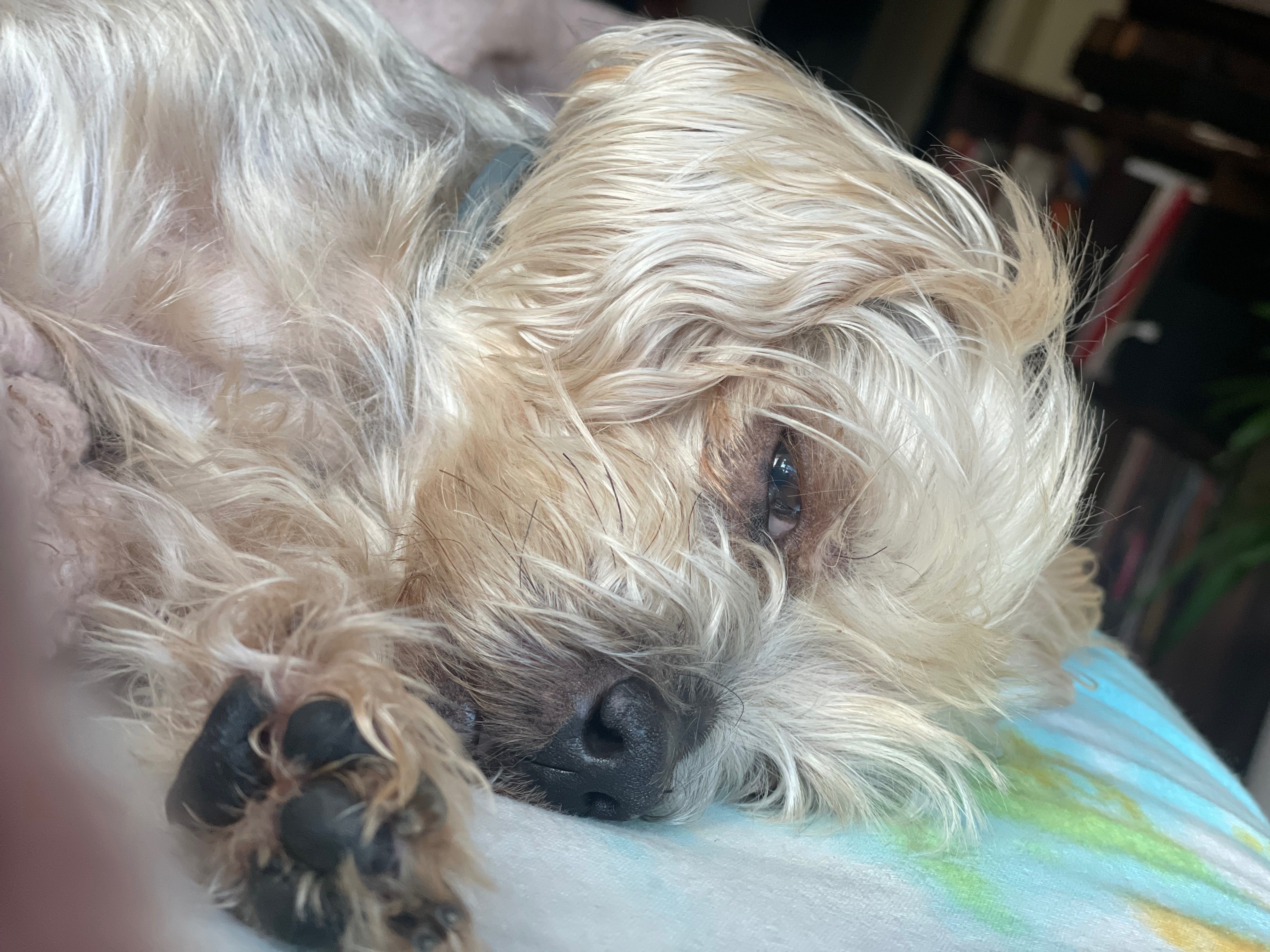 Fundraiser by Mia Favela : Healing Minnie: Our Loyal Guardian Needs Help, image size:4032x3024