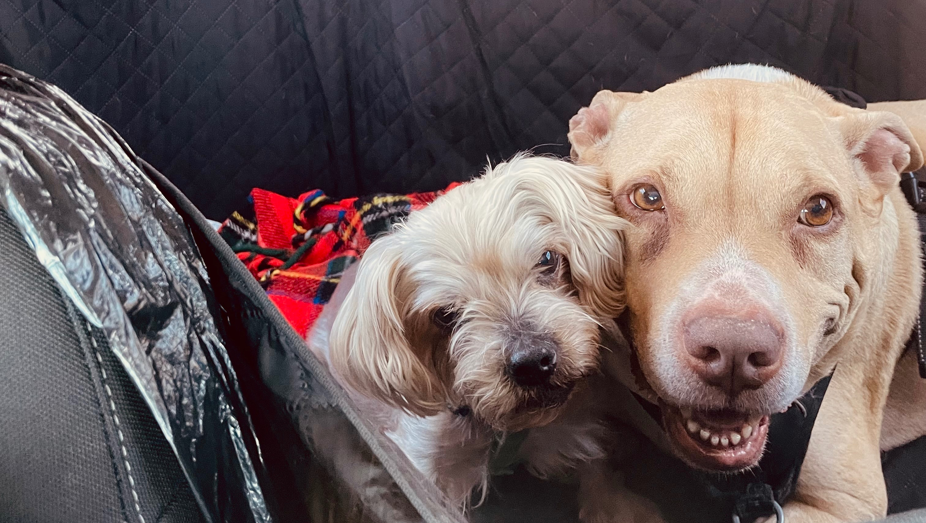 Fundraiser by Mia Favela : Healing Minnie: Our Loyal Guardian Needs Help, image size:3024x1708