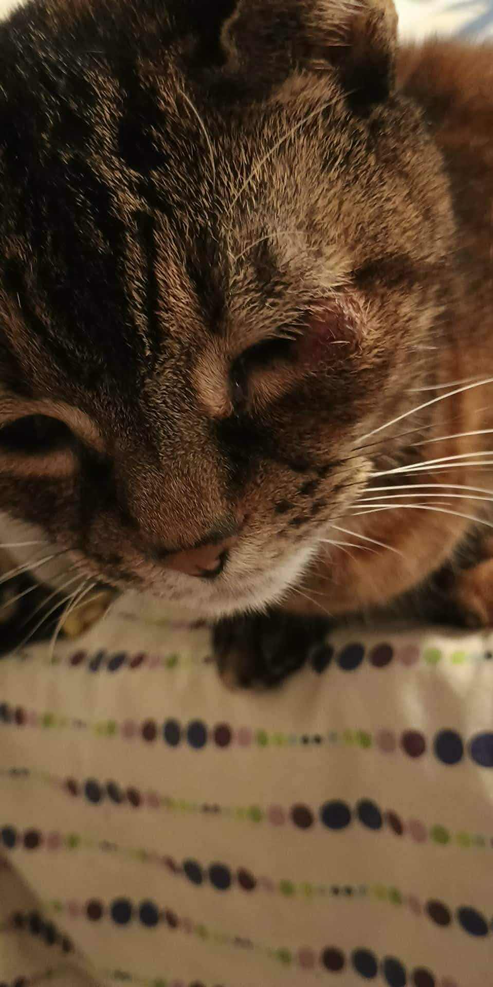 Save Sammy’s Sight with Your Help campaign photo, 2 of 7