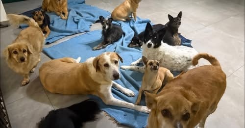 Birthday Fundraiser for Takis Animal Rescue- Saving animals campaign photo, 2 of 4