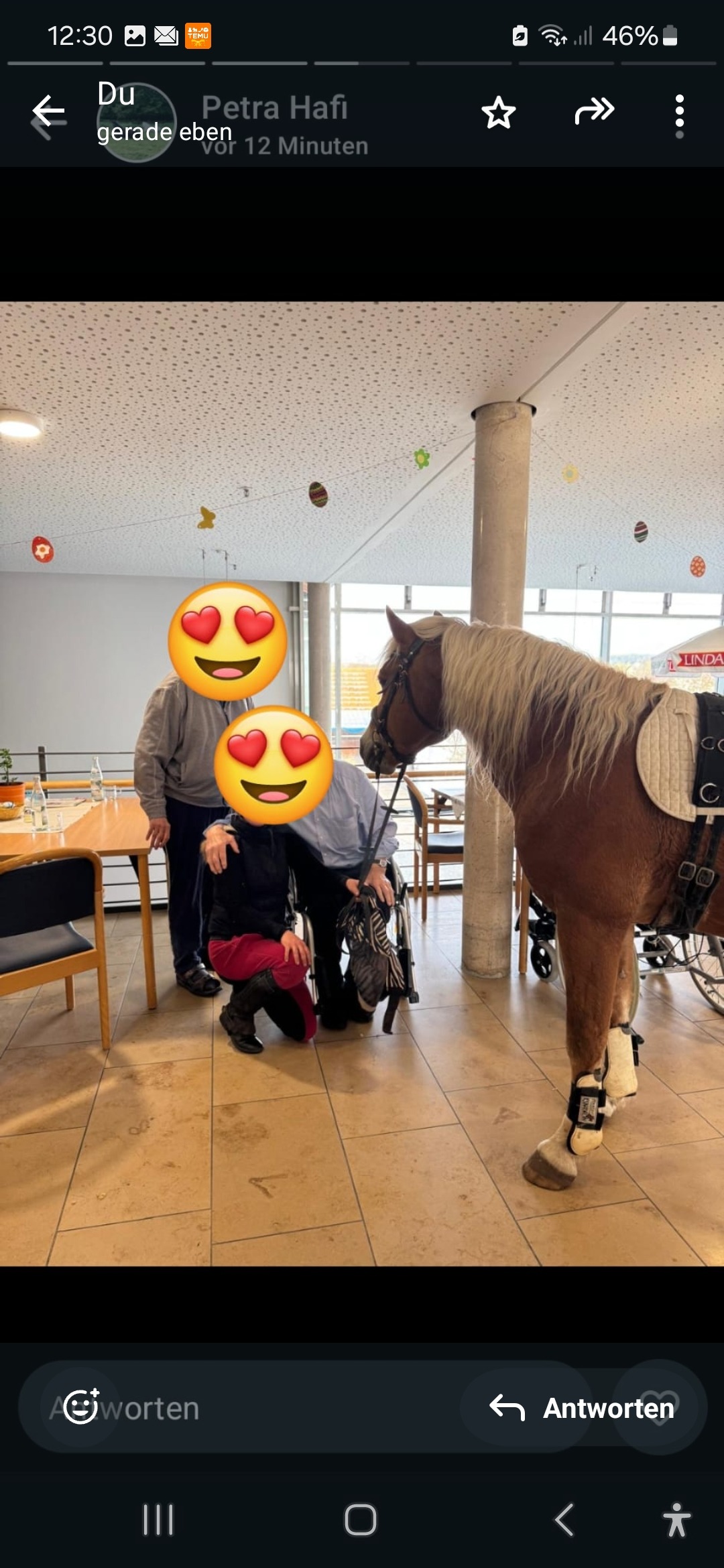 HILFERUF FÜR SESAM! Ein Haflinger mit Geschichte und Herz campaign photo, 7 of 8