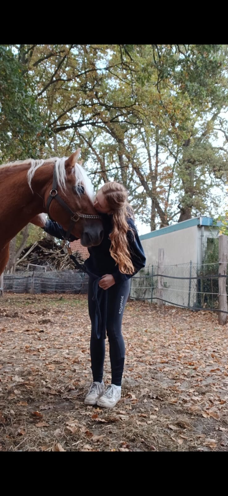 HILFERUF FÜR SESAM! Ein Haflinger mit Geschichte und Herz campaign photo, 2 of 8