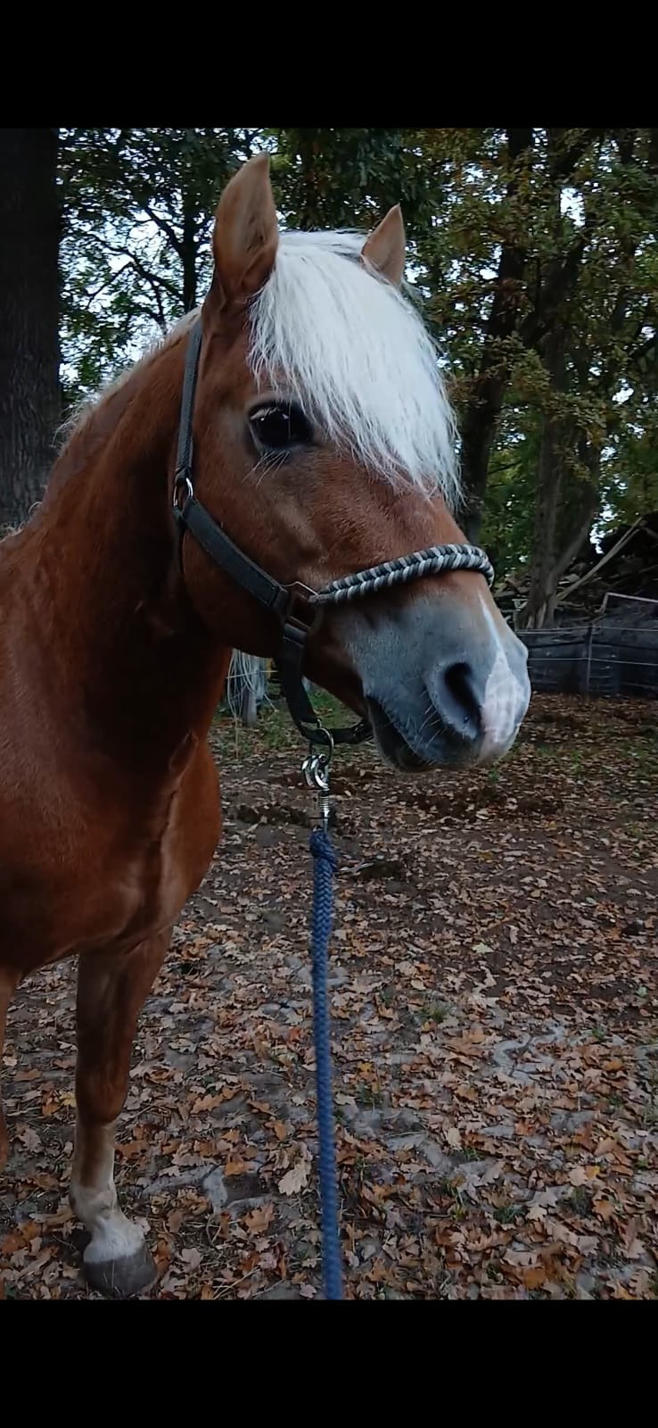 HILFERUF FÜR SESAM! Ein Haflinger mit Geschichte und Herz campaign photo, 4 of 8