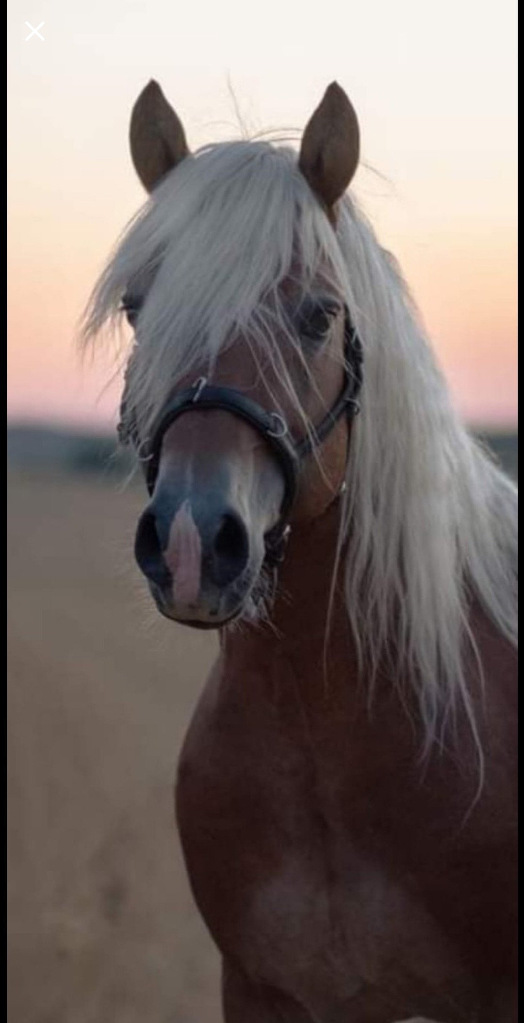 HILFERUF FÜR SESAM! Ein Haflinger mit Geschichte und Herz campaign photo, 5 of 8