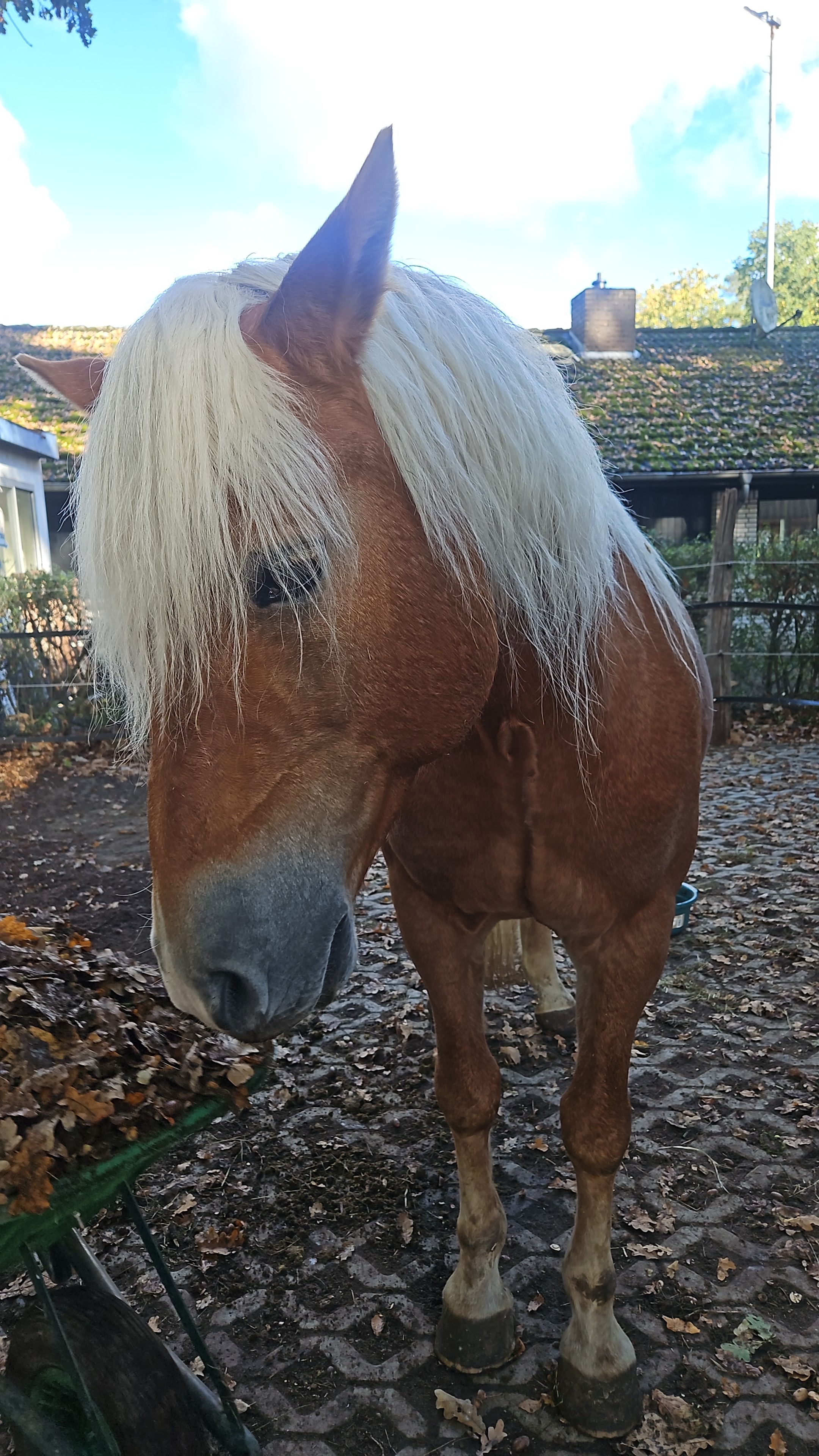 HILFERUF FÜR SESAM! Ein Haflinger mit Geschichte und Herz campaign photo, 6 of 8