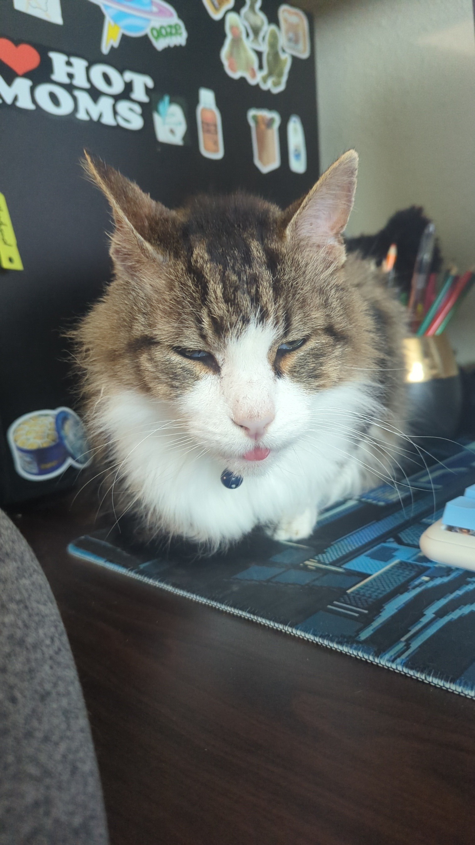 Help Oliver the Kitty Get Life-Saving Surgery campaign photo, 6 of 7