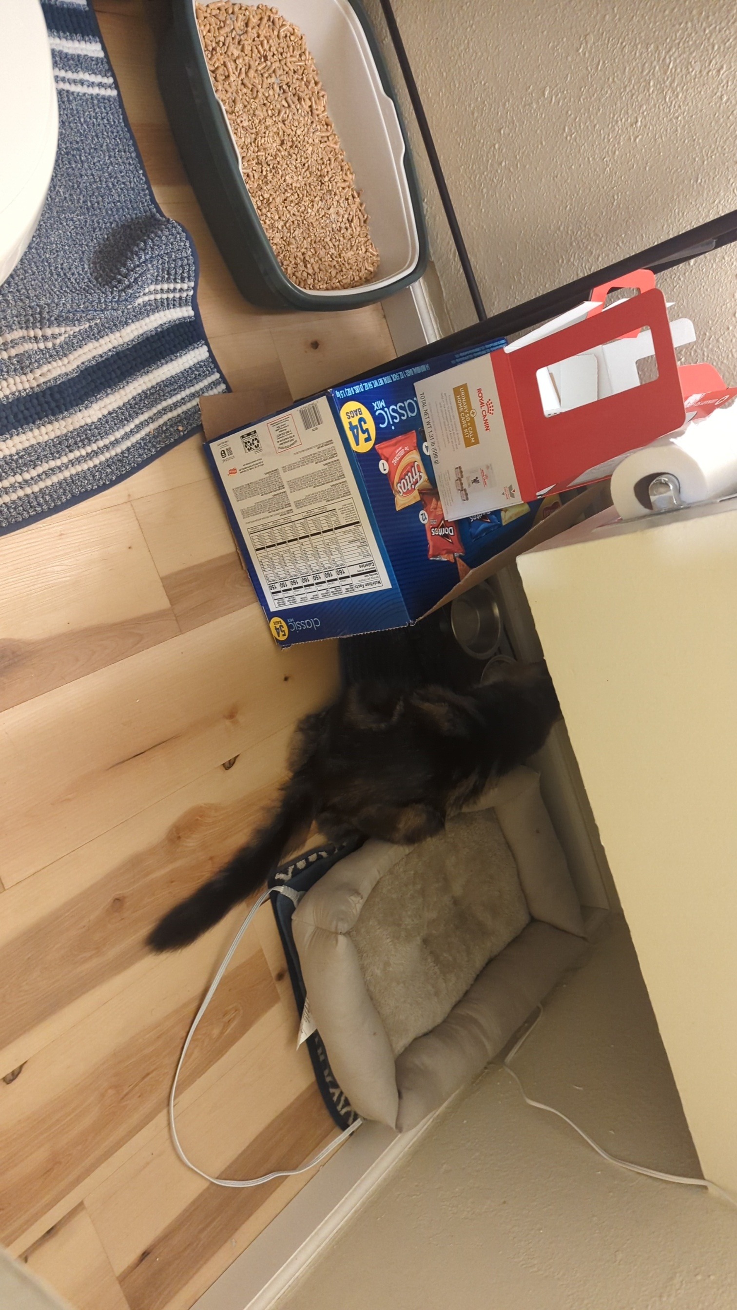 Help Oliver the Kitty Get Life-Saving Surgery campaign photo, 2 of 7