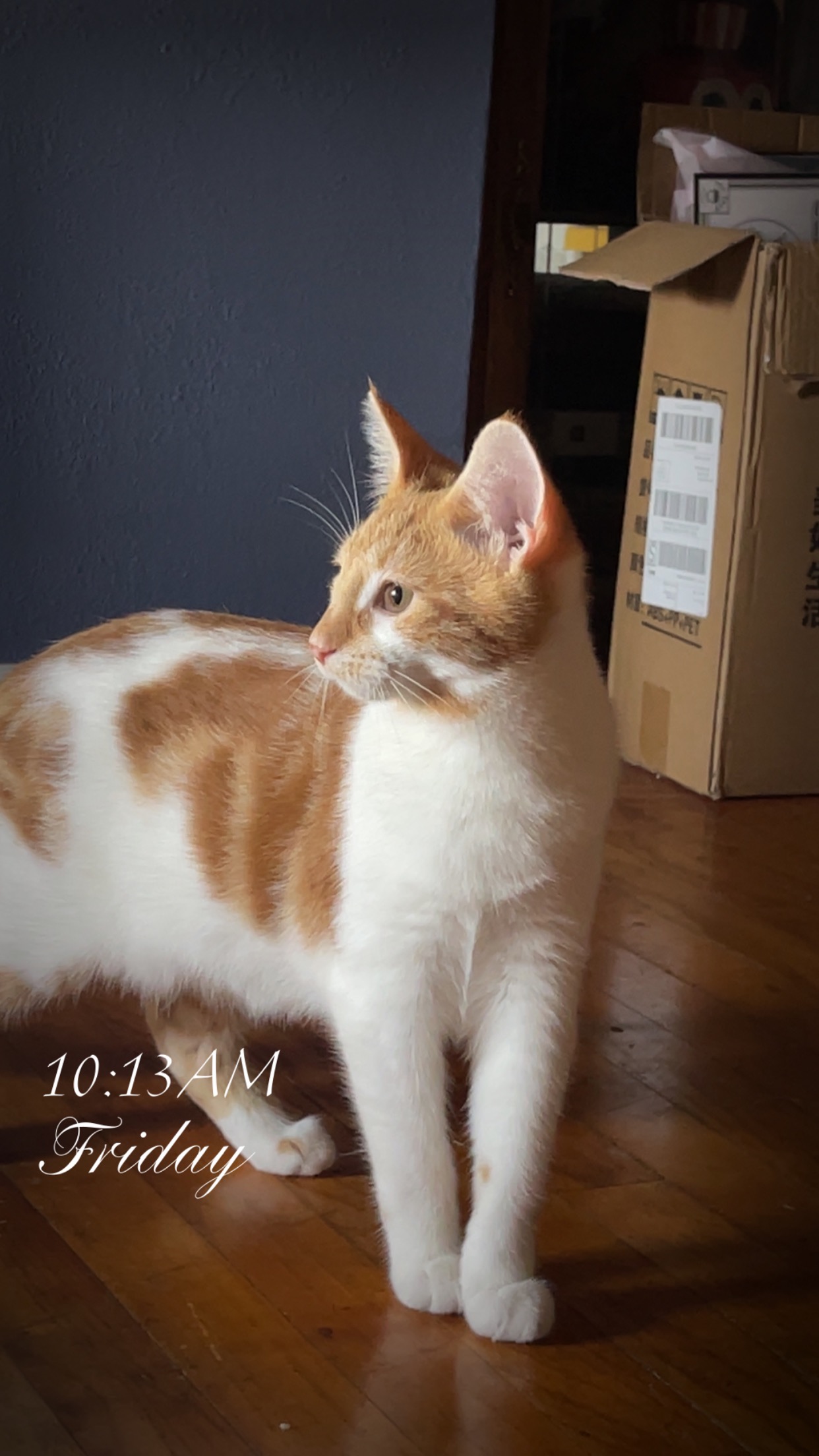 Help Benson Get Life-Saving Surgery campaign photo, 2 of 7