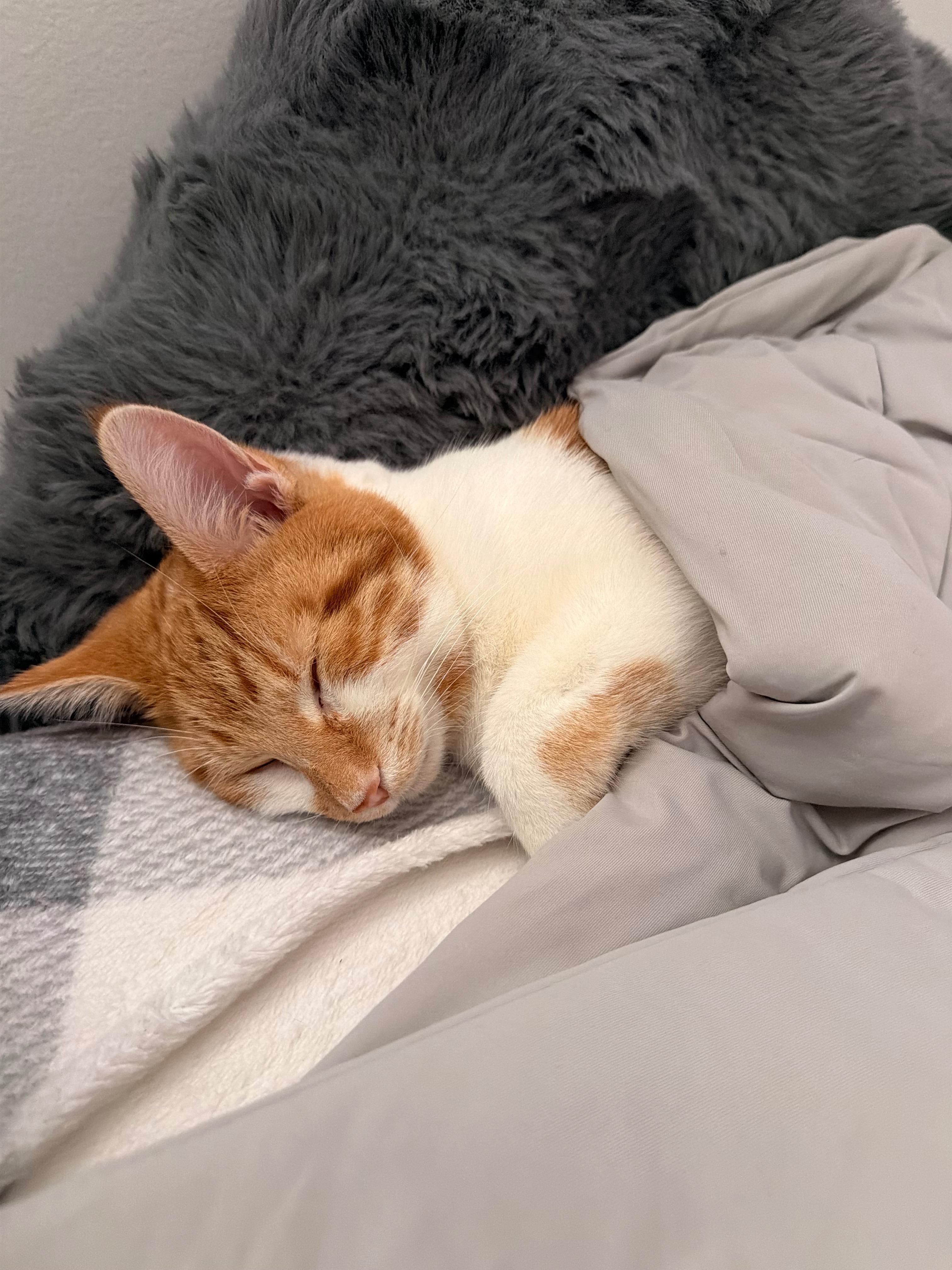 Help Benson Get Life-Saving Surgery campaign photo, 4 of 7