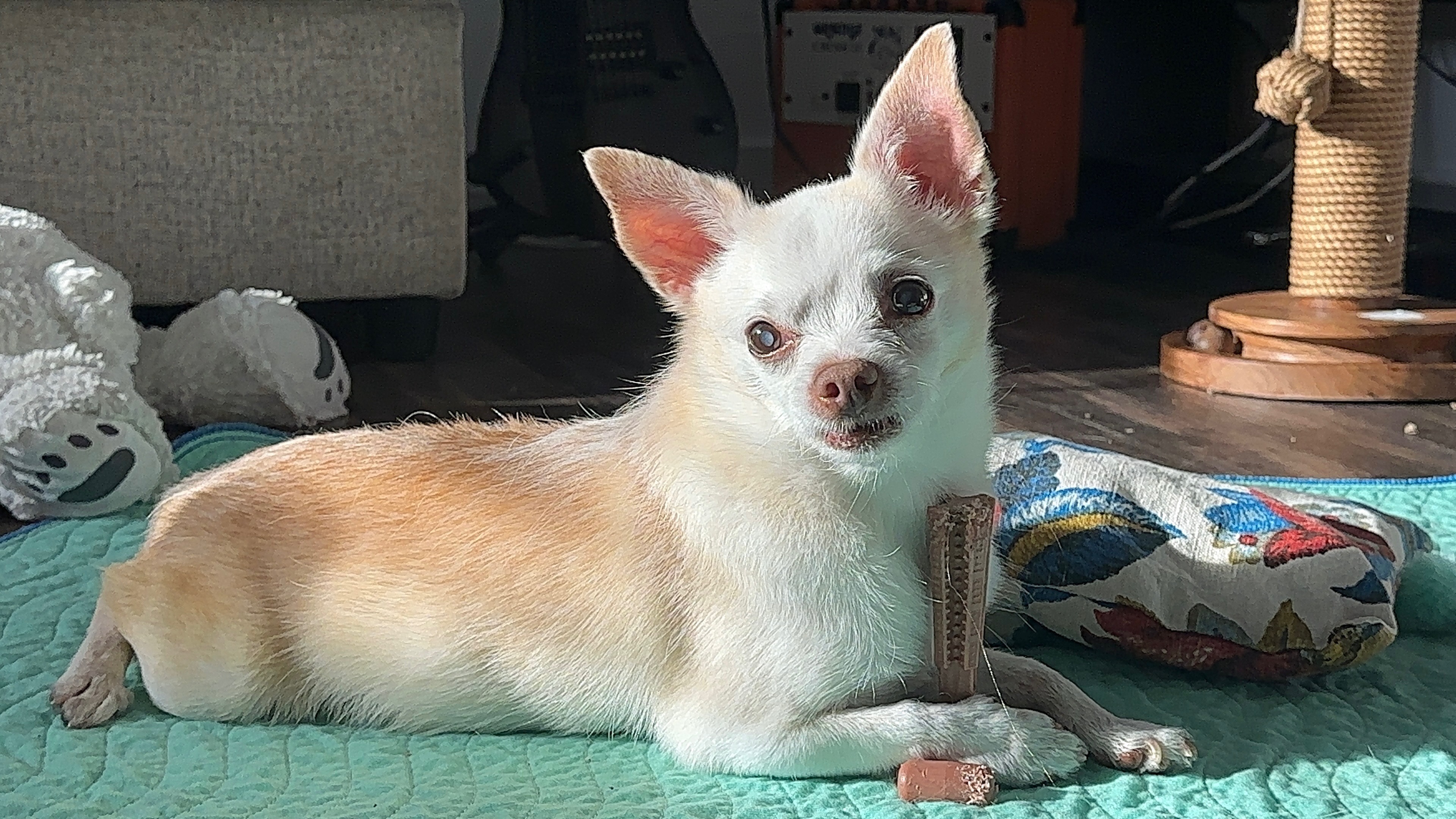 Help Ruby Jean Get Lifesaving Medical Care campaign photo, 7 of 8