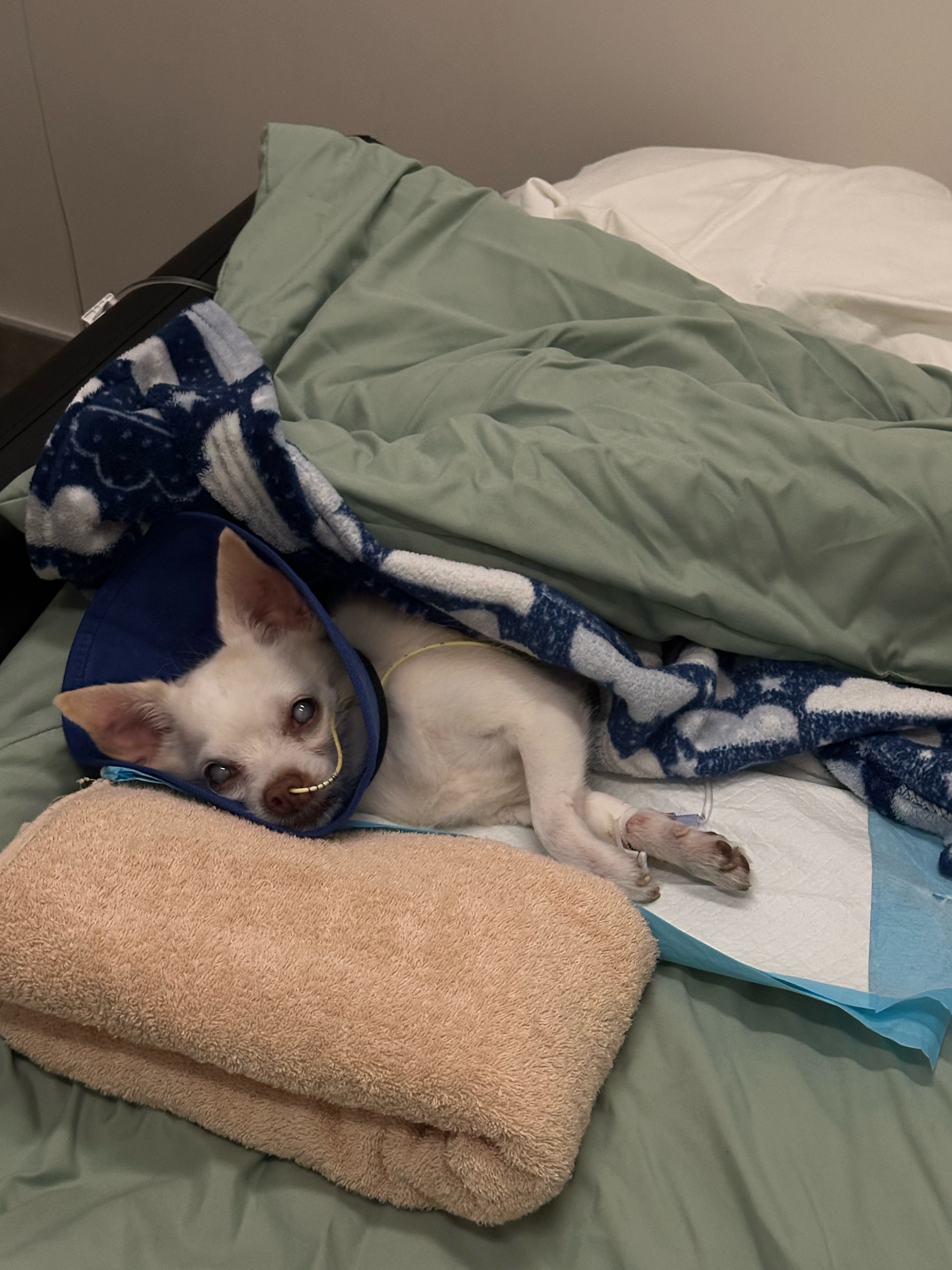 Help Ruby Jean Get Lifesaving Medical Care campaign photo, 2 of 8