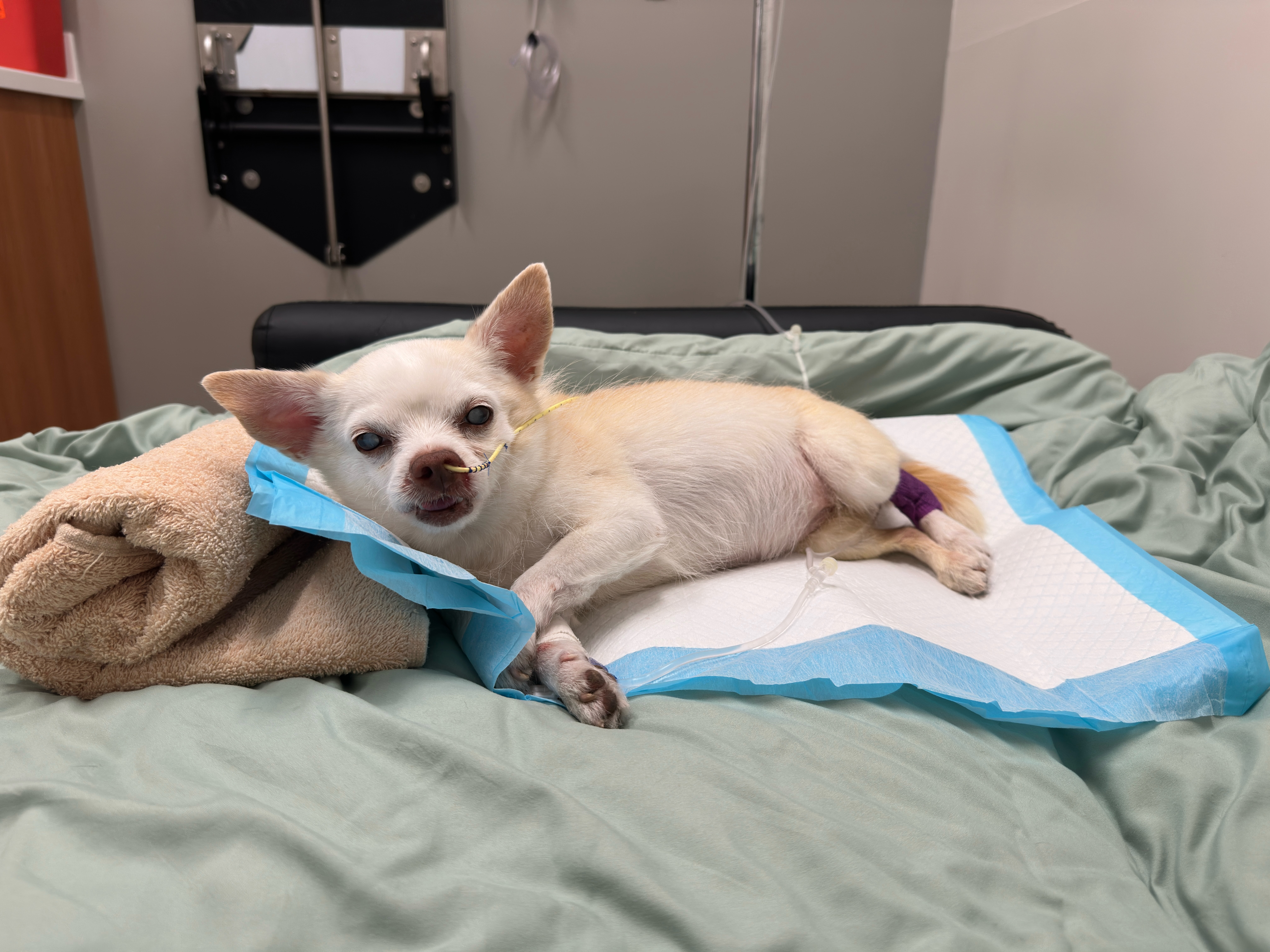 Help Ruby Jean Get Lifesaving Medical Care campaign photo, 4 of 8
