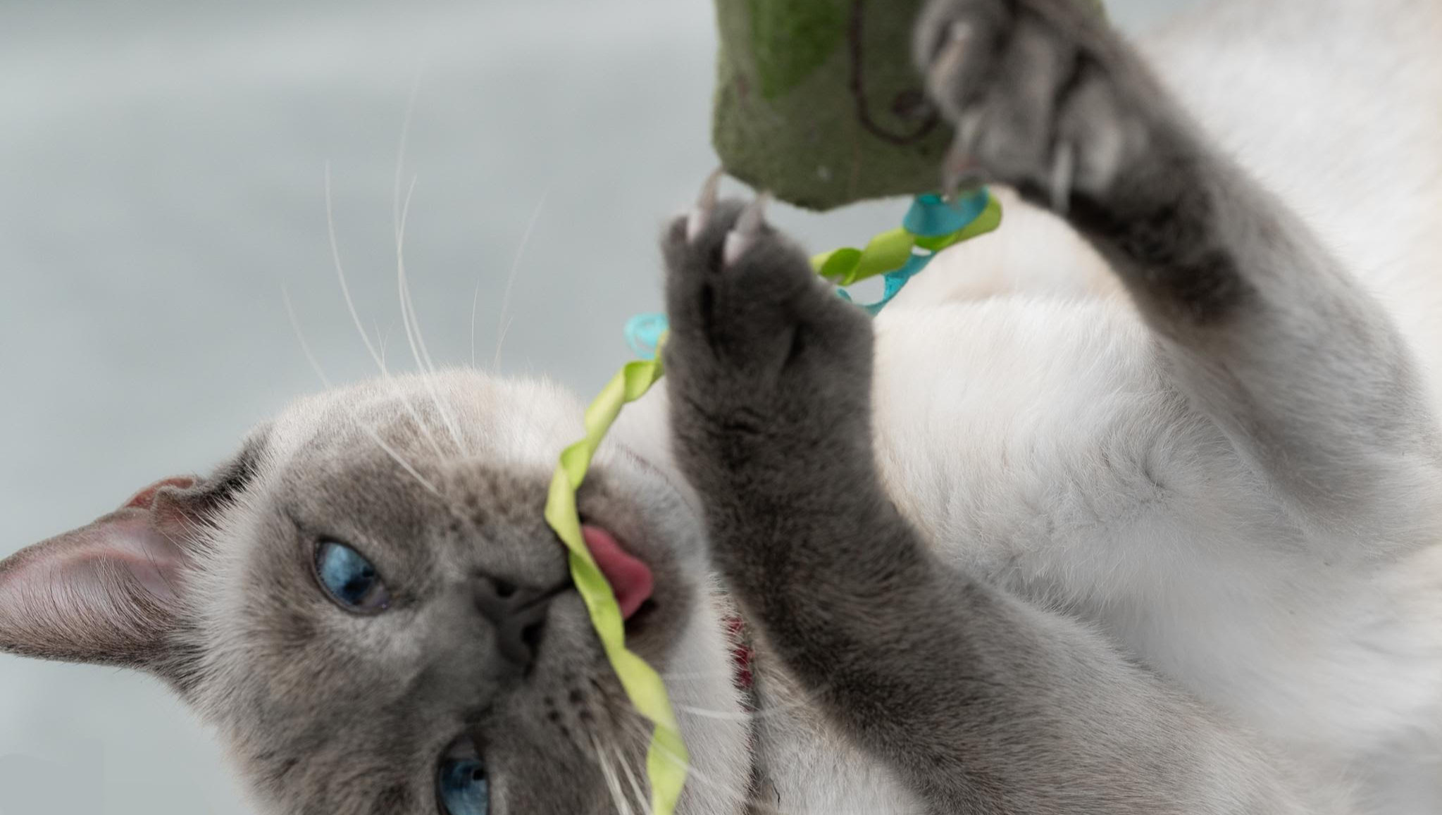 Support for a Family Facing Urgent Financial Crisis photo