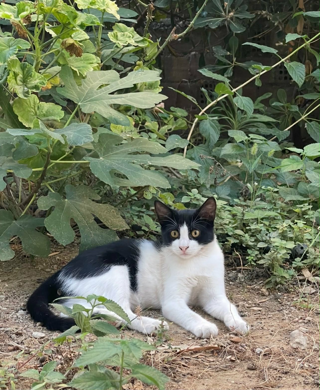 Help Kira and Petruccio Get to Safety in the UK campaign photo, 4 of 6