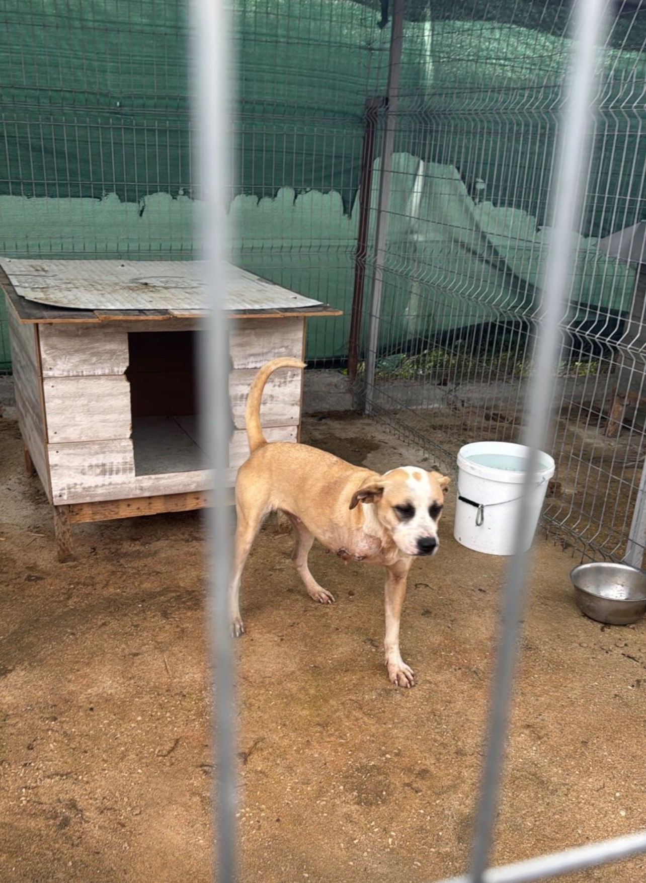Give Pixie a Chance at a New Life campaign photo, 2 of 8