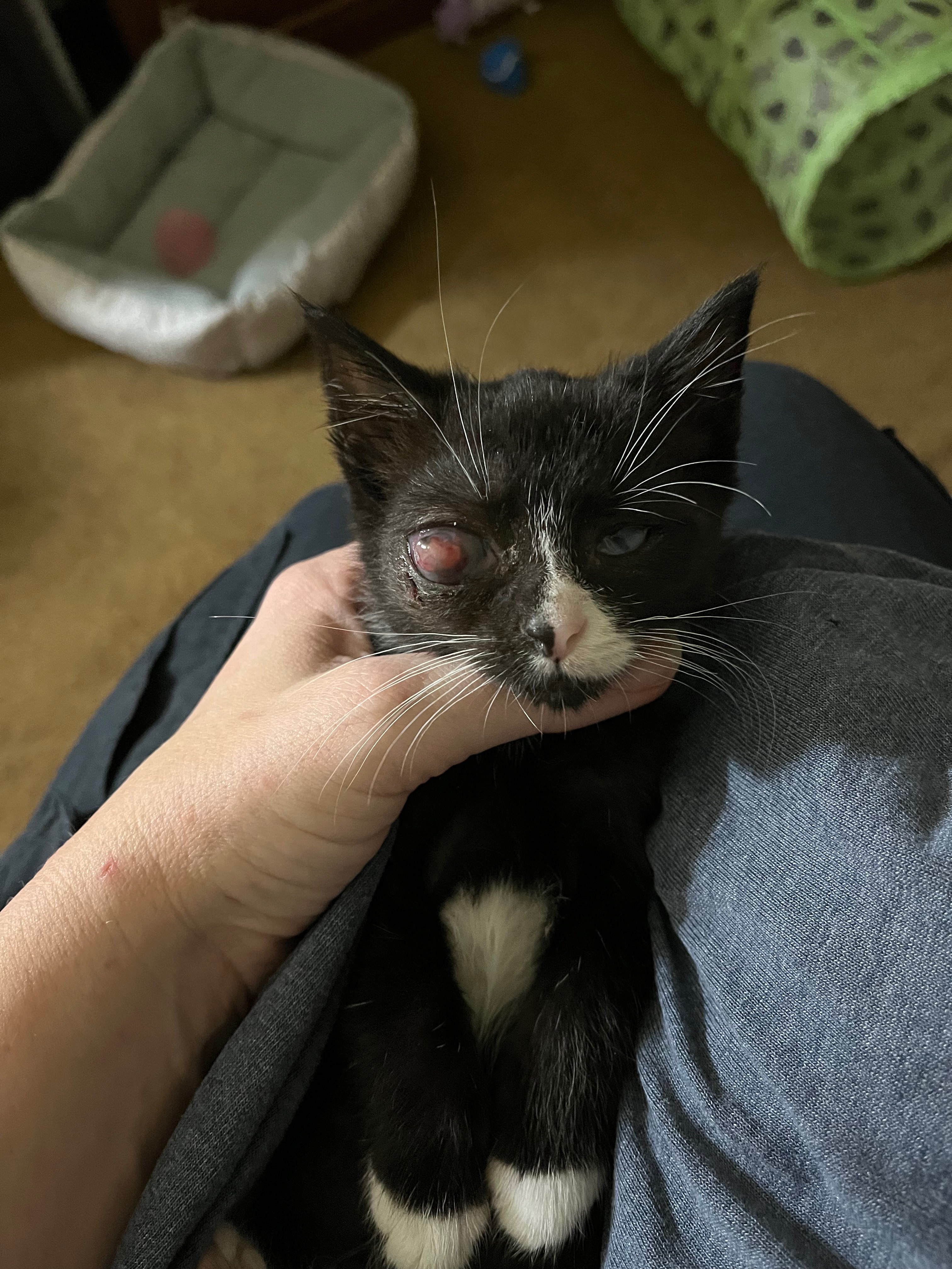 Help Raven Get Her Eye Surgery campaign photo, 4 of 7