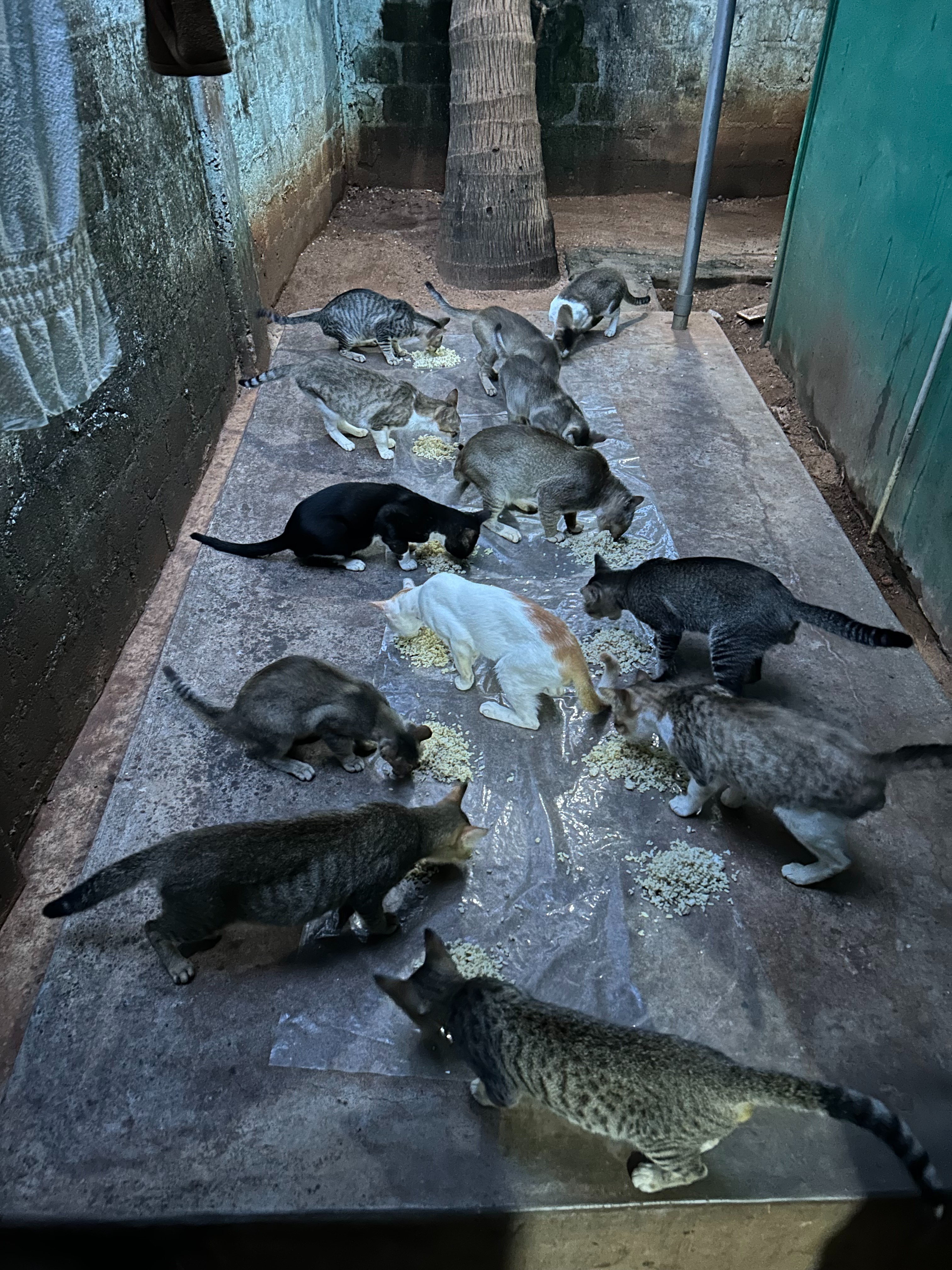PLEASE HELP PRASHANTH AND THE ANIMALS OF TRINCOMALEE campaign photo, 7 of 8