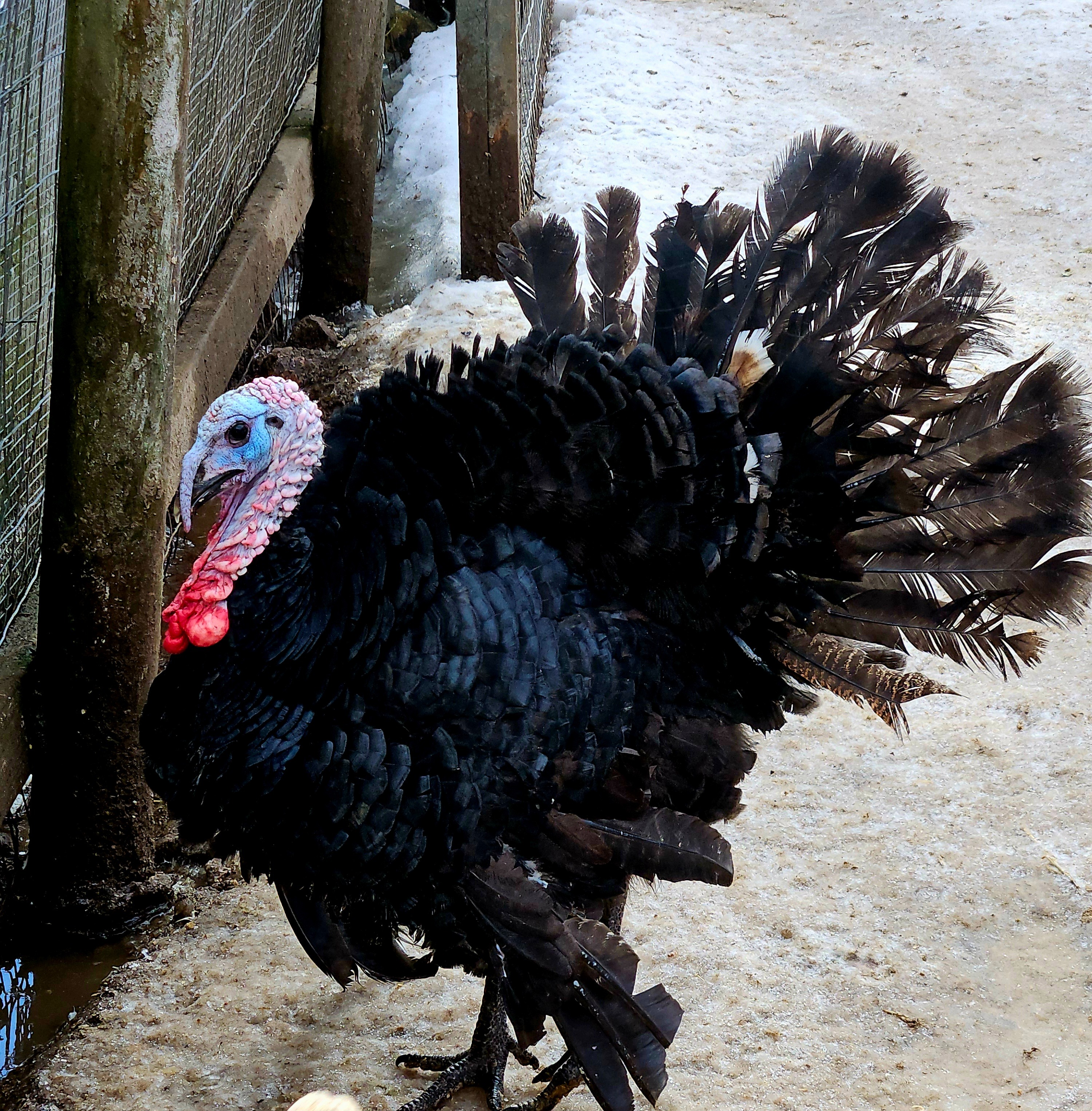 Support for Our Animal Rescue Farm campaign photo, 2 of 8
